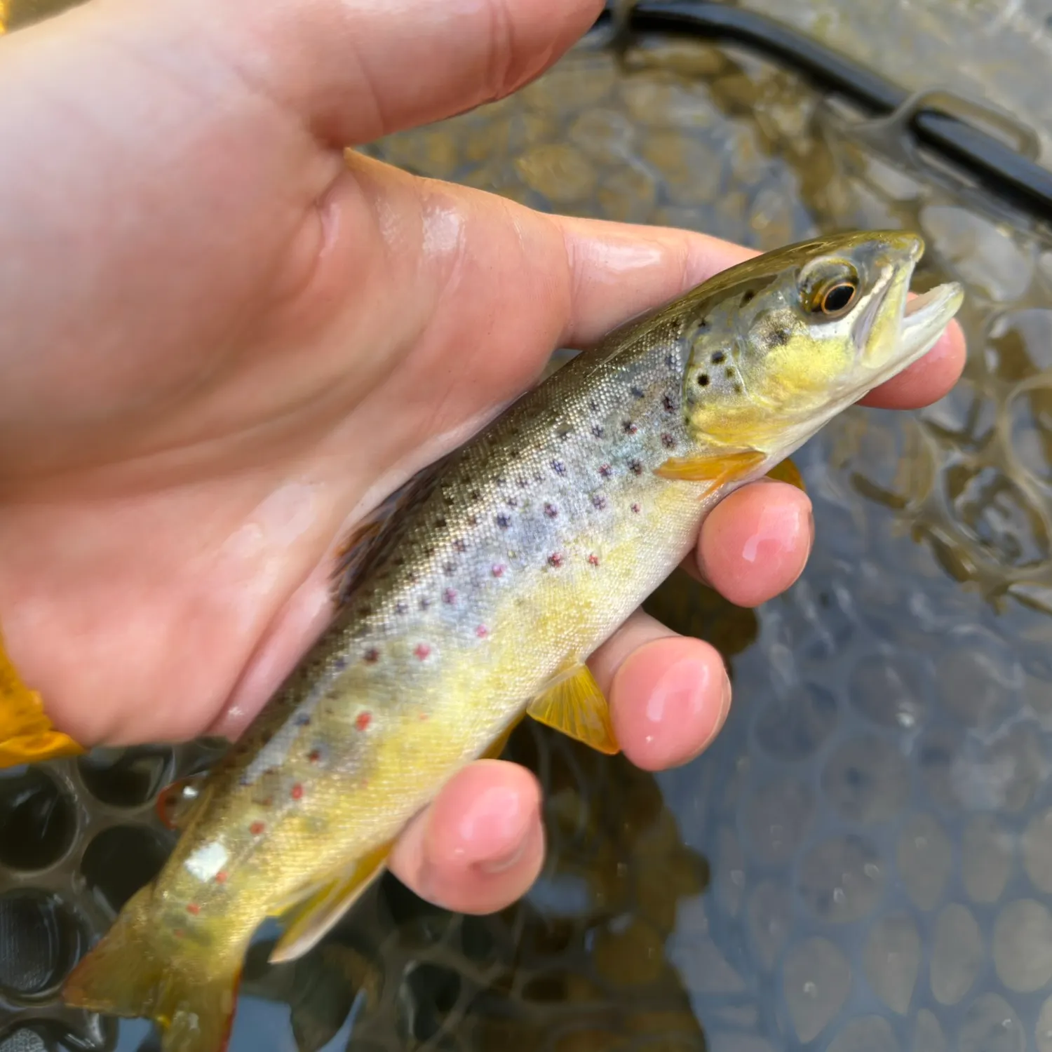 Brown trout caught on Fishbrain
