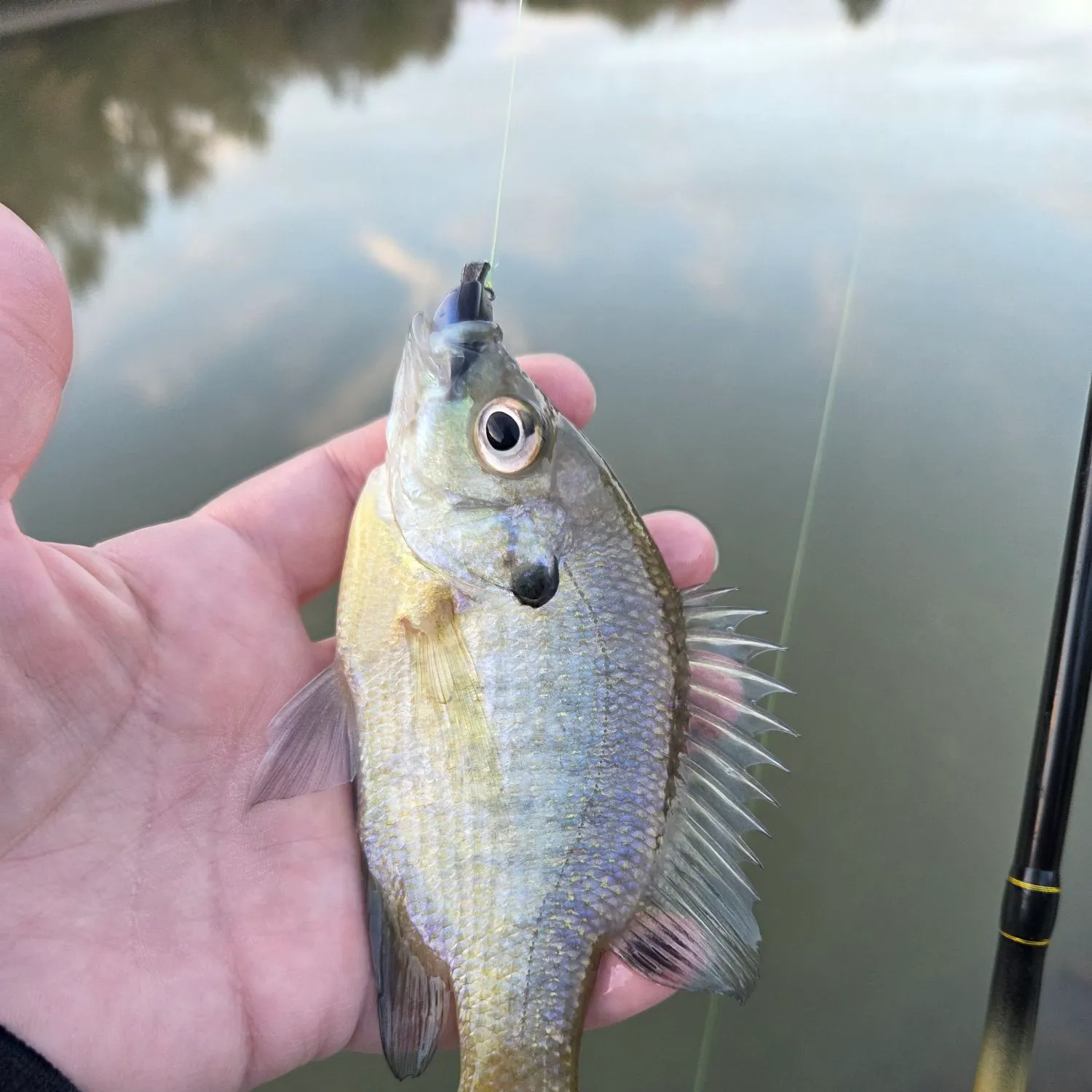 Bluegill caught on Fishbrain