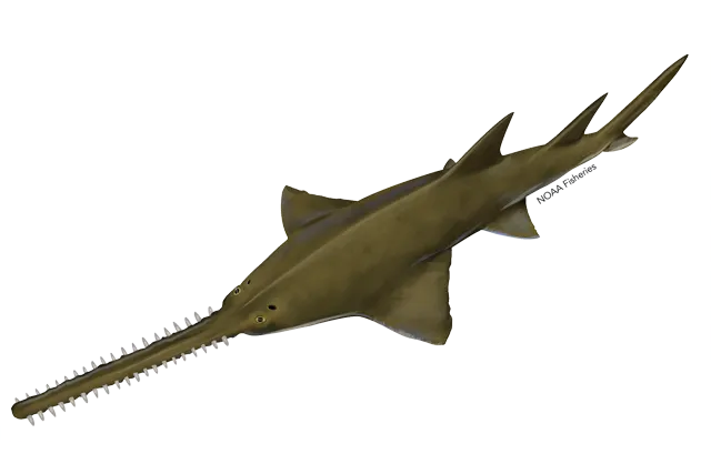 Largetooth sawfish