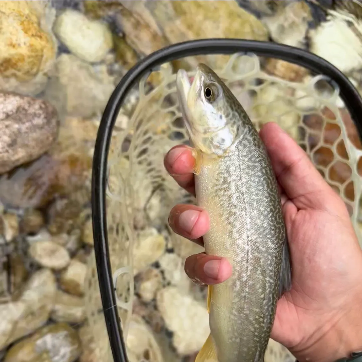 The most recent Marble trout catches on Fishbrain
