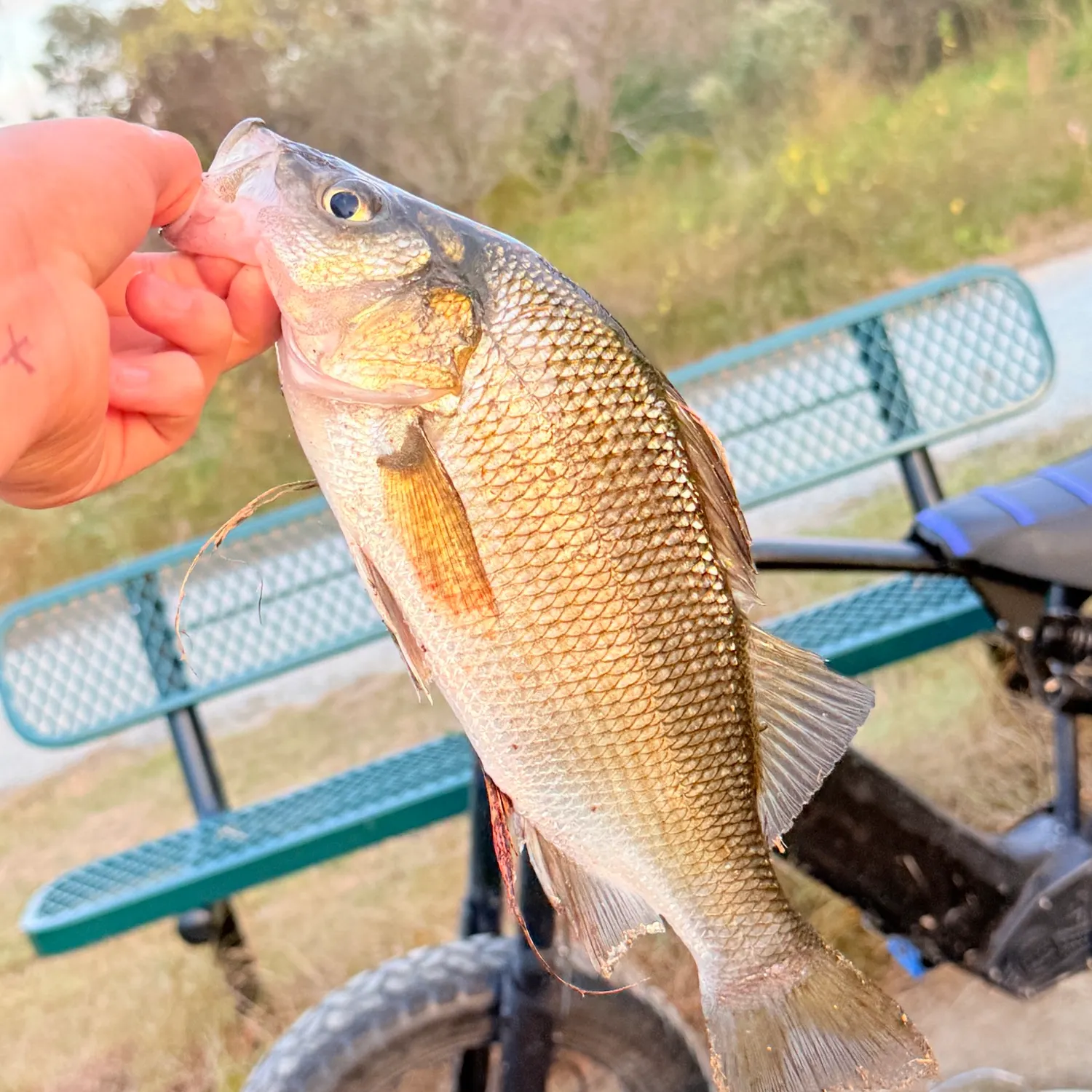 White perch caught on Fishbrain