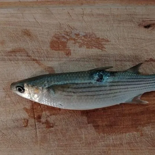 The most recent Milkfish catches on Fishbrain