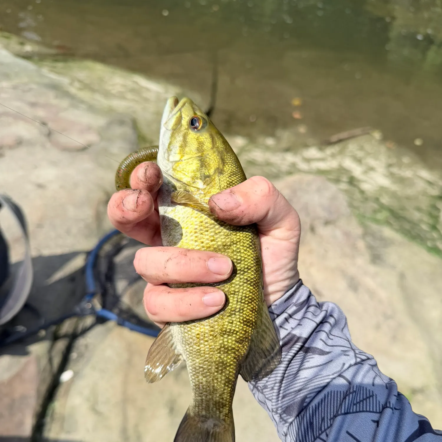 Smallmouth bass caught on Fishbrain