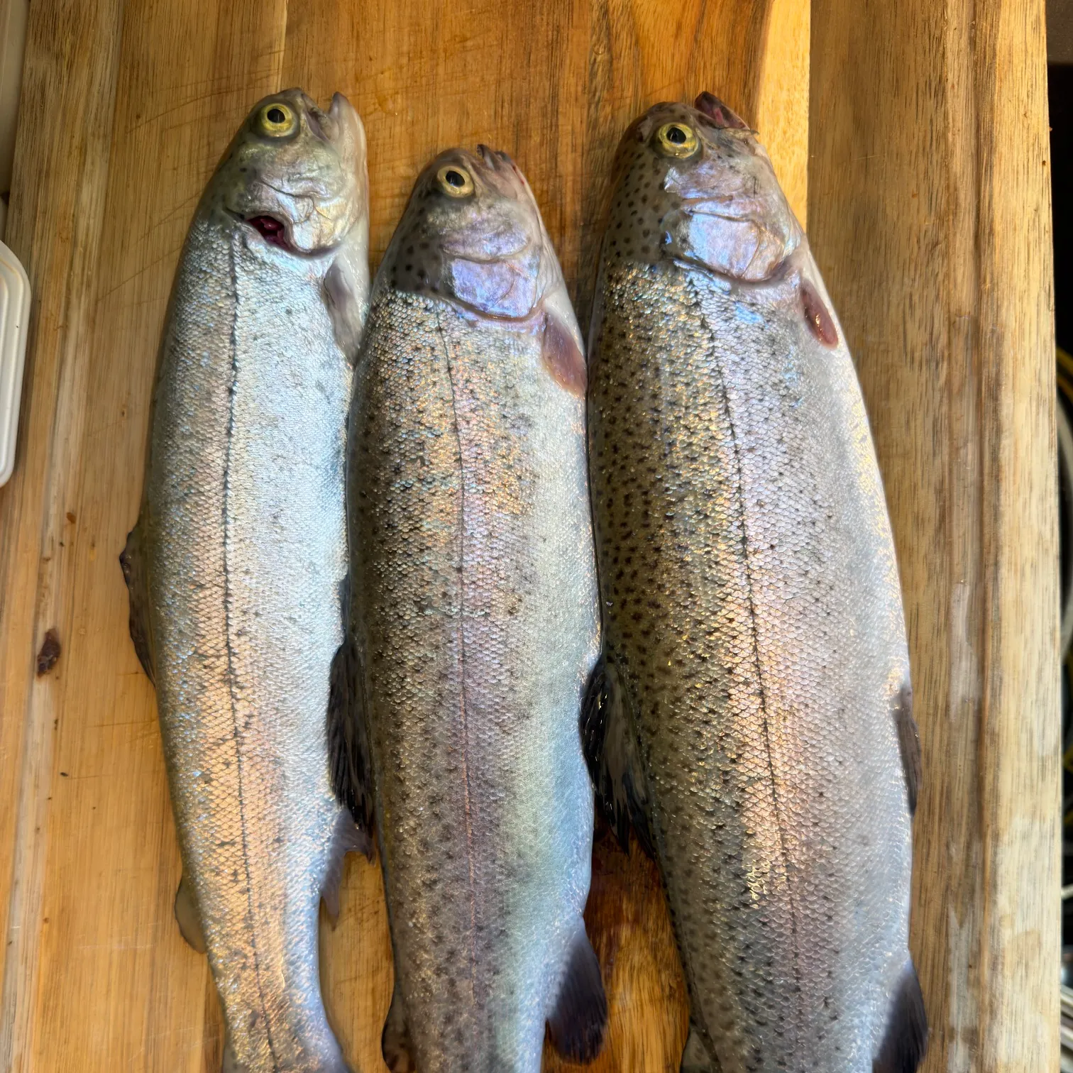 recently logged catches