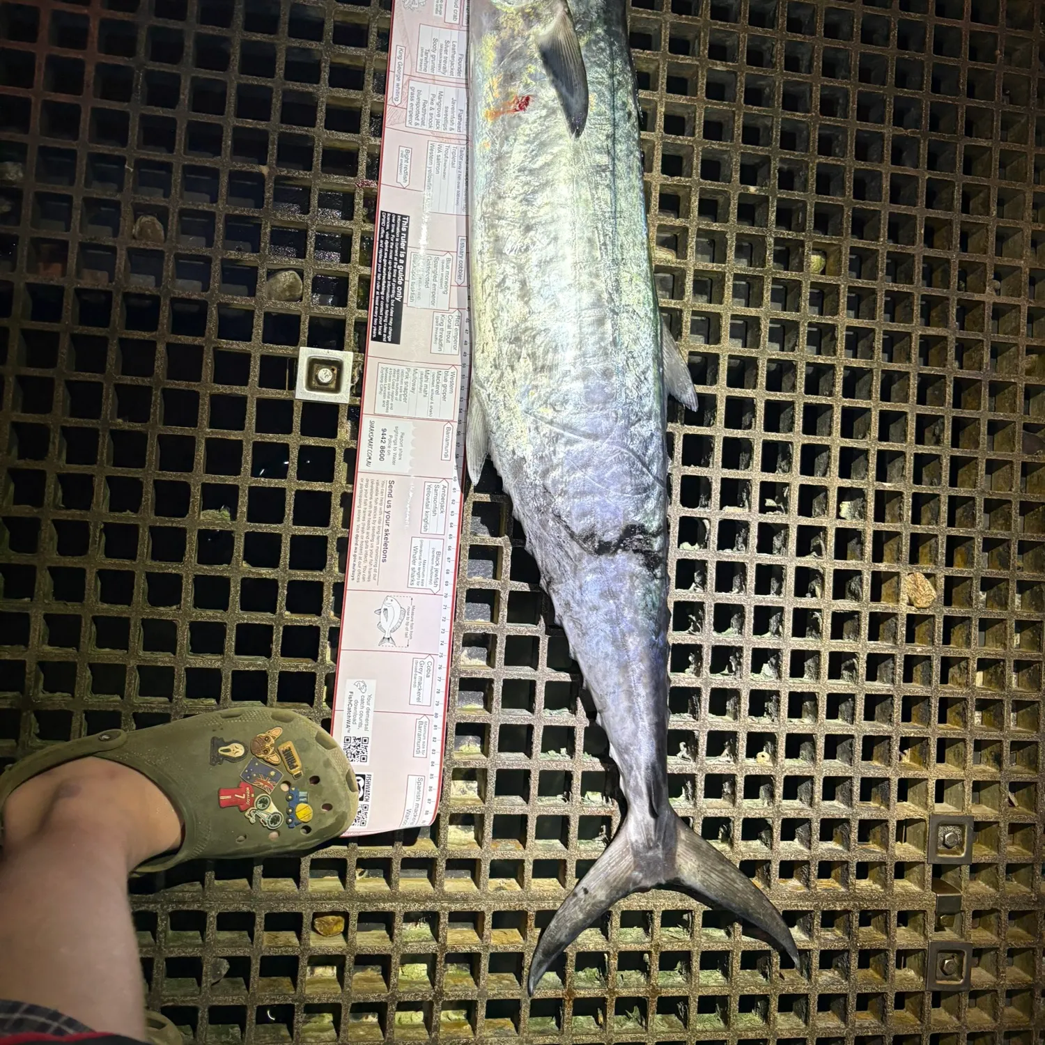 The most recent Narrow-barred Spanish mackerel catches on Fishbrain
