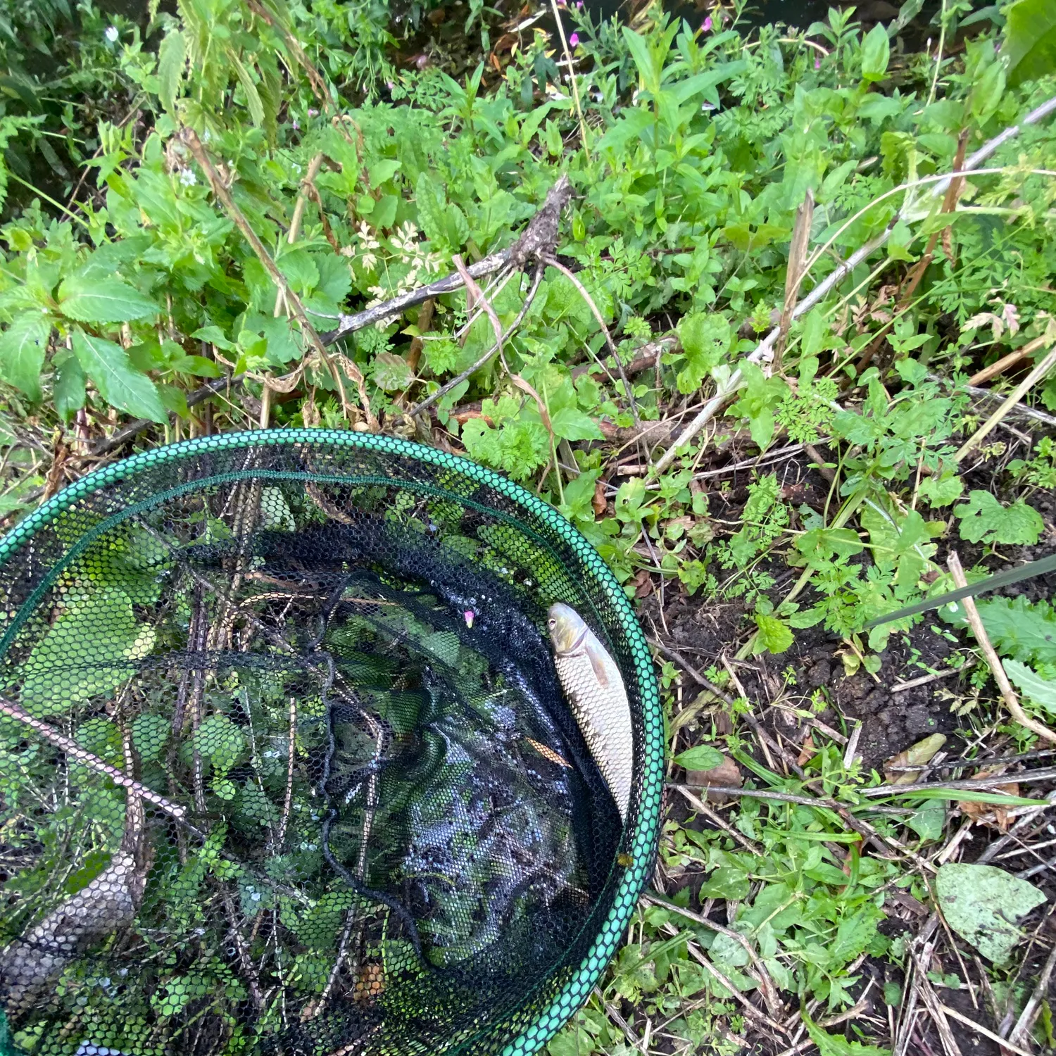 The most recent European chub catches on Fishbrain