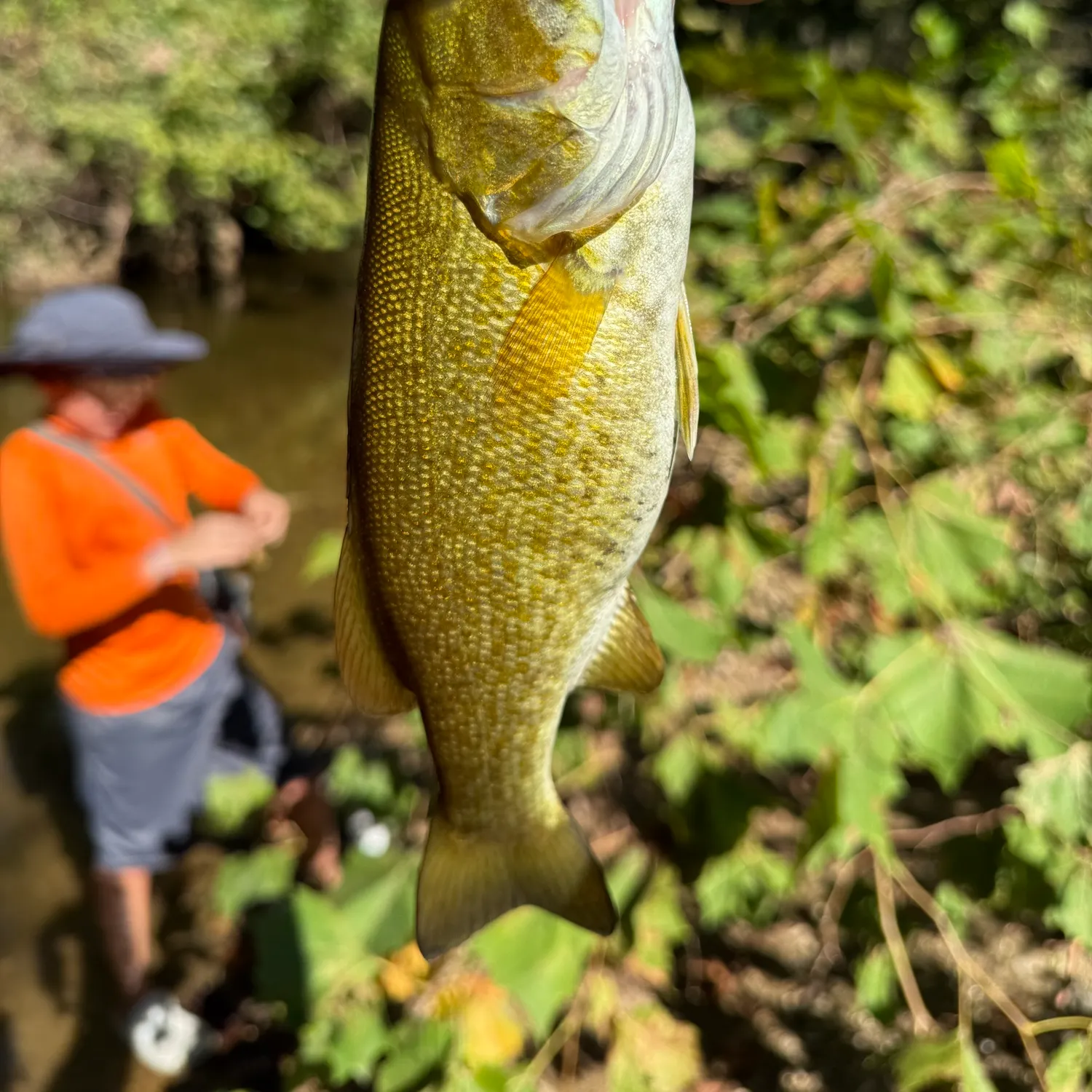 Smallmouth bass caught on Fishbrain