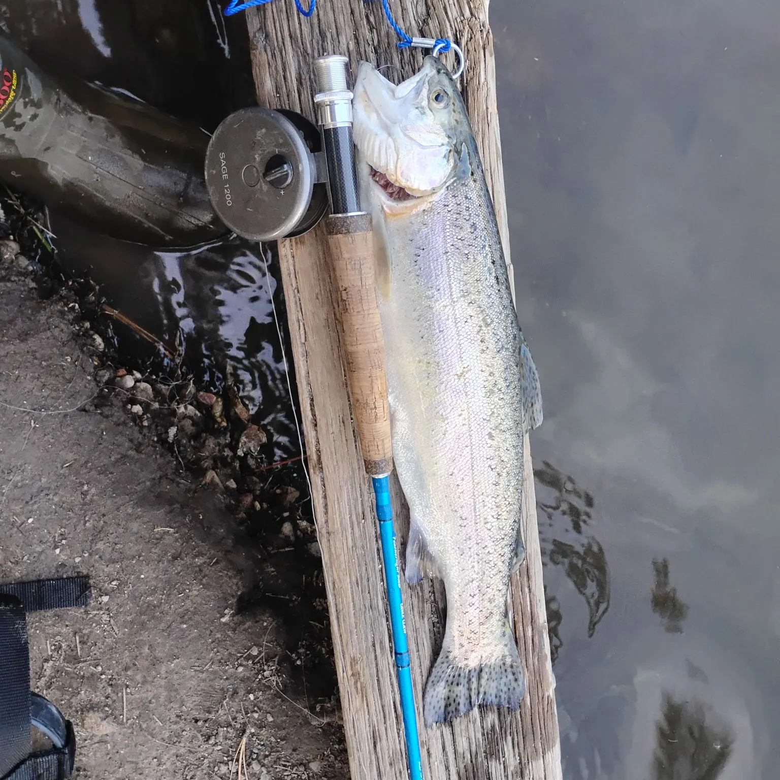 Rainbow trout caught on Fishbrain