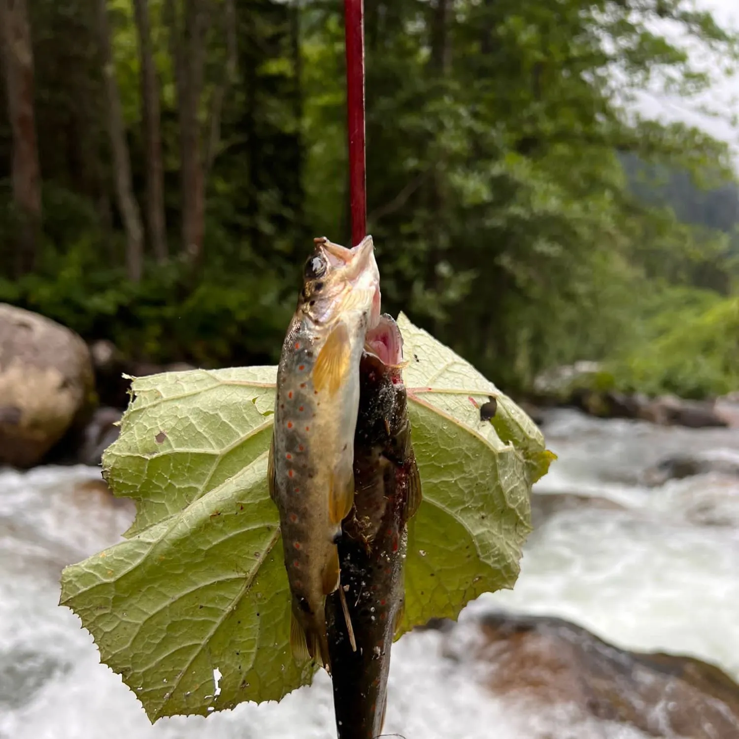 recently logged catches