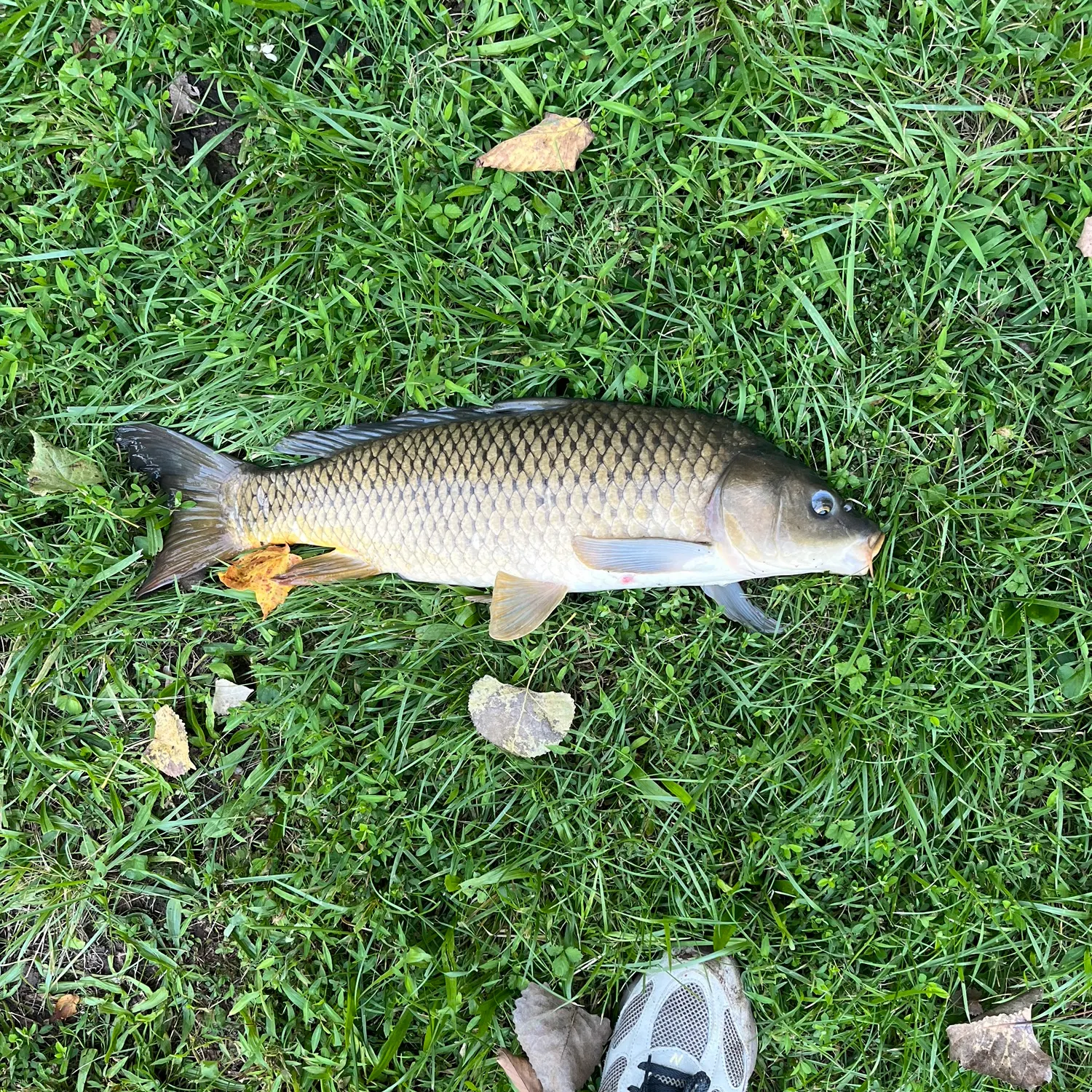 Common carp caught on Fishbrain