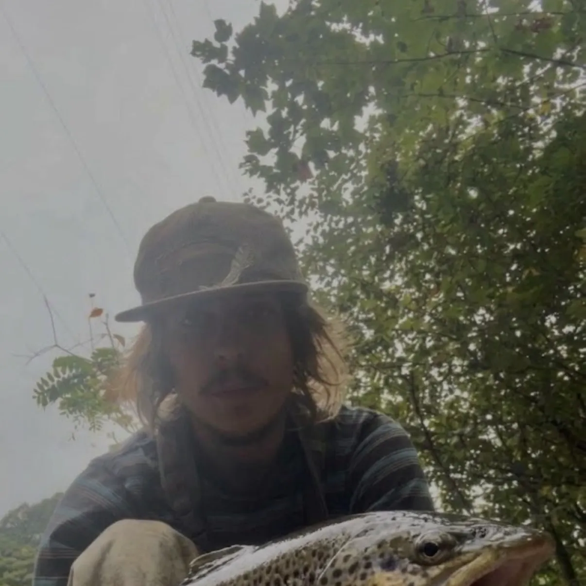 Brown trout caught on Fishbrain