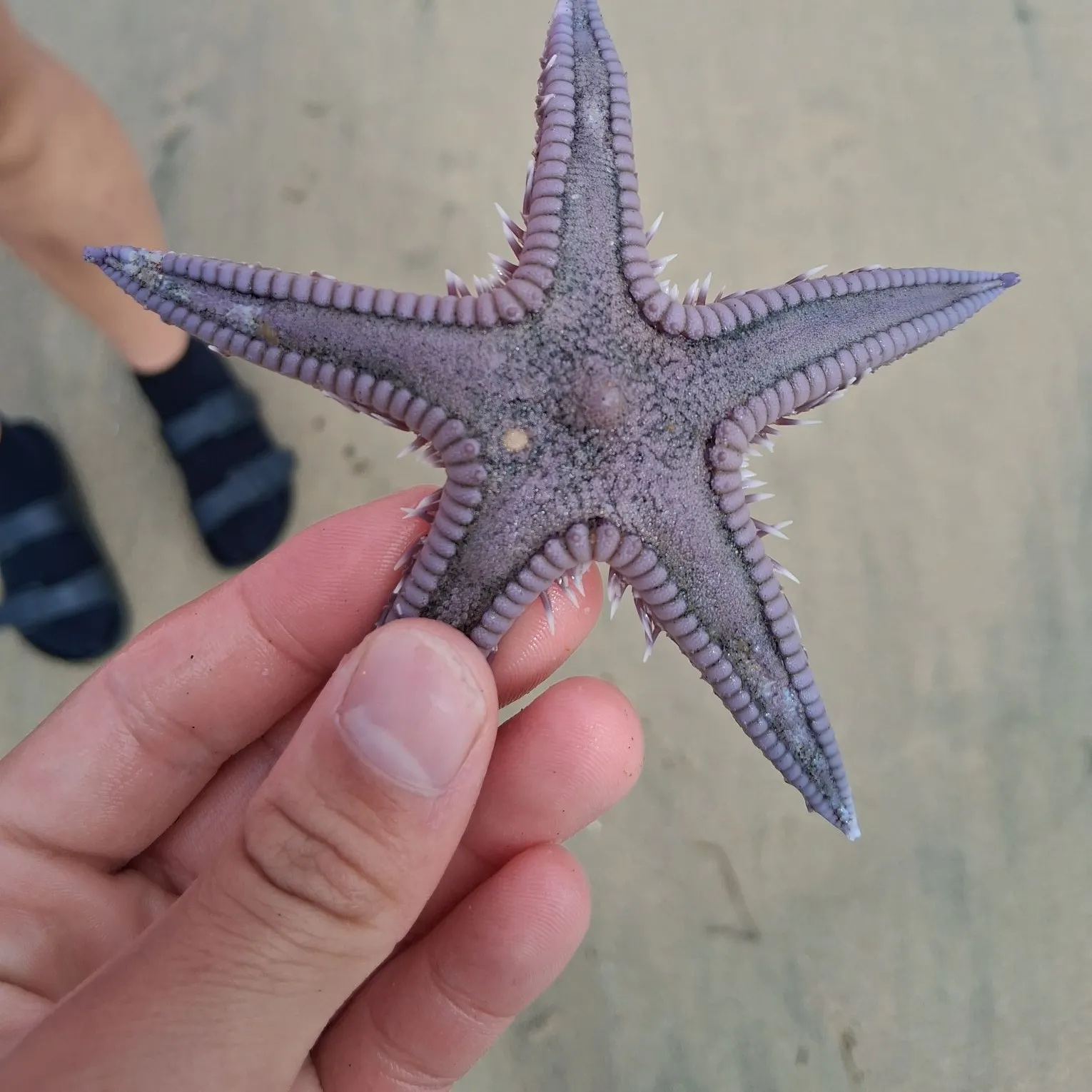 The most recent Brown guitarfish catches on Fishbrain