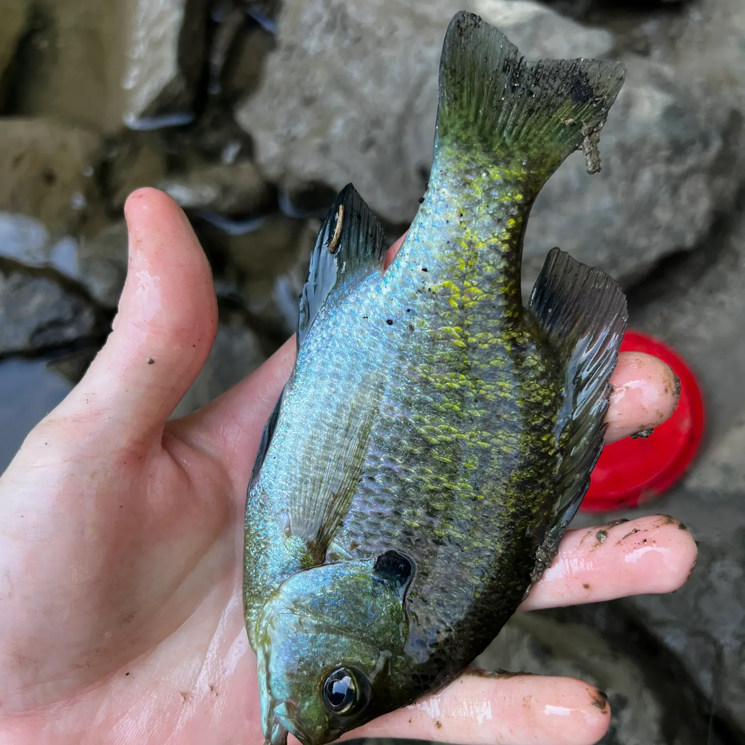 catch