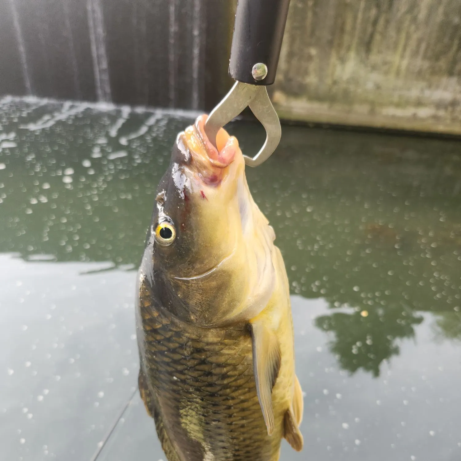 Common carp caught on Fishbrain