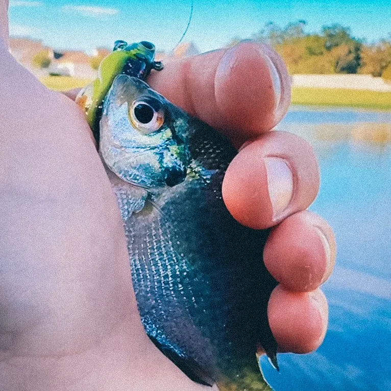 Bluegill caught on Fishbrain