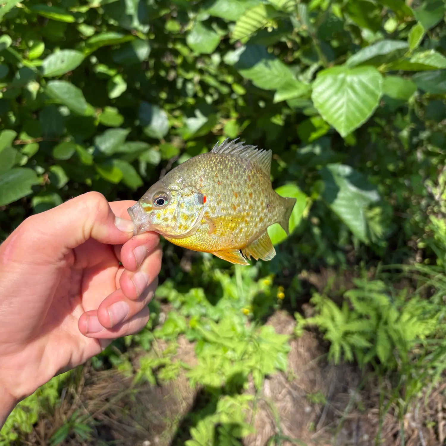 The most recent Pumpkinseed catches on Fishbrain