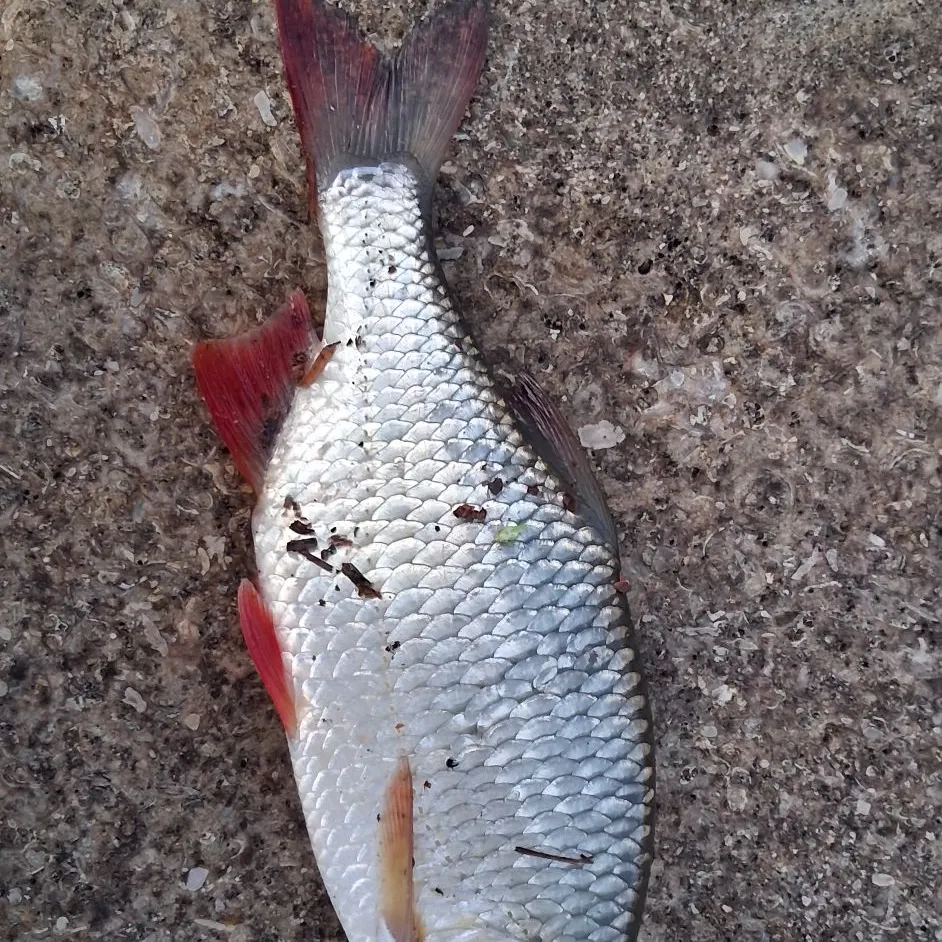 The most recent Common rudd catches on Fishbrain