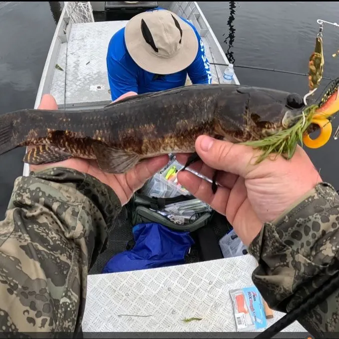 The most recent Trahira catches on Fishbrain