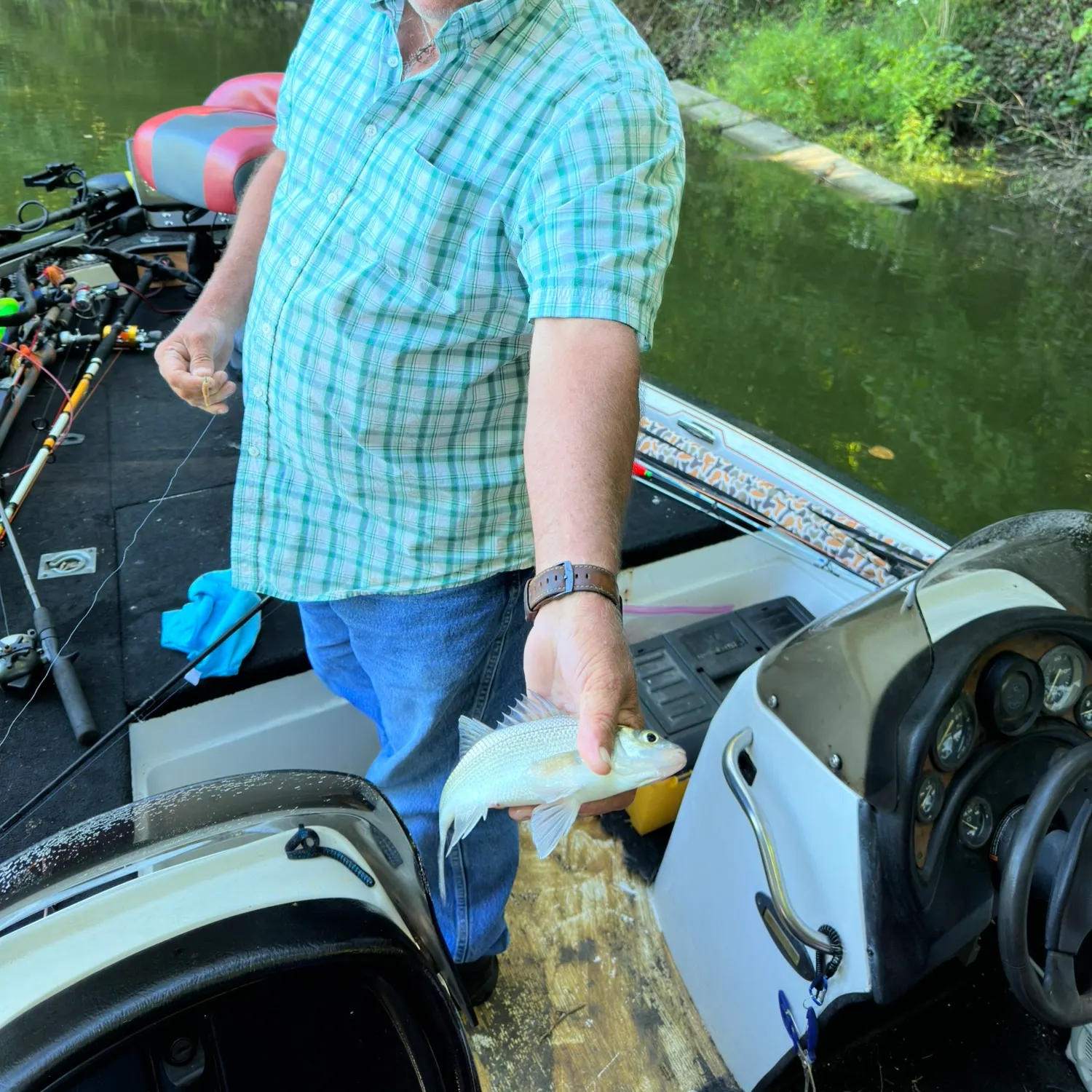 White bass caught on Fishbrain