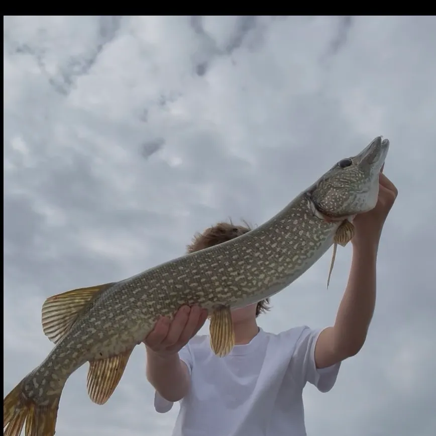 Northern pike caught on Fishbrain