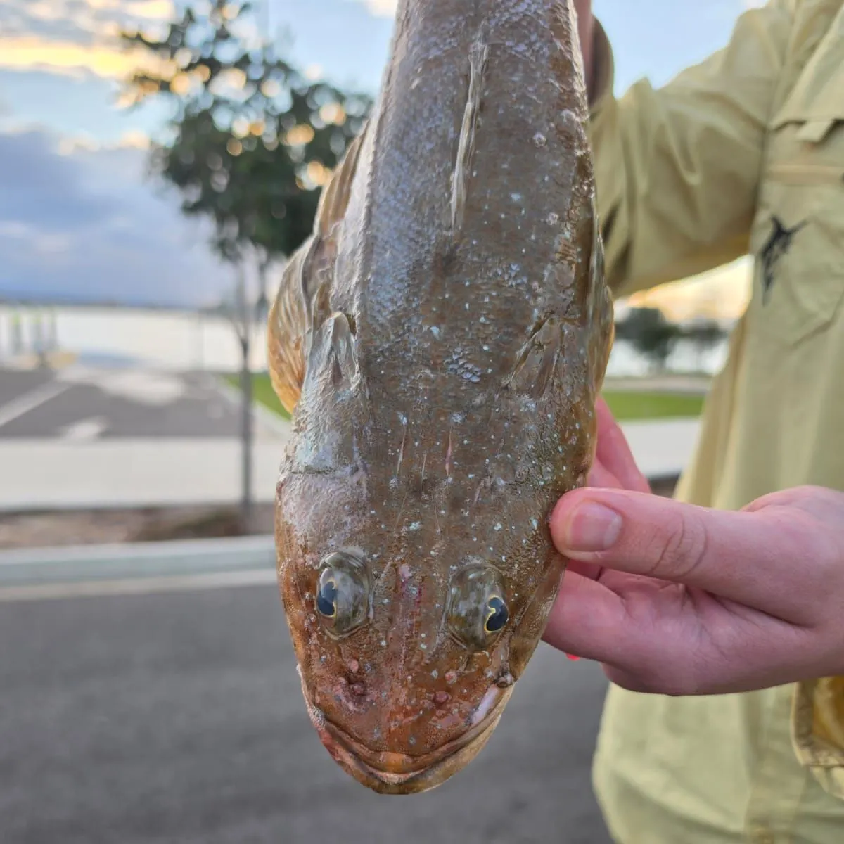 The most recent Blue-spotted flathead catches on Fishbrain