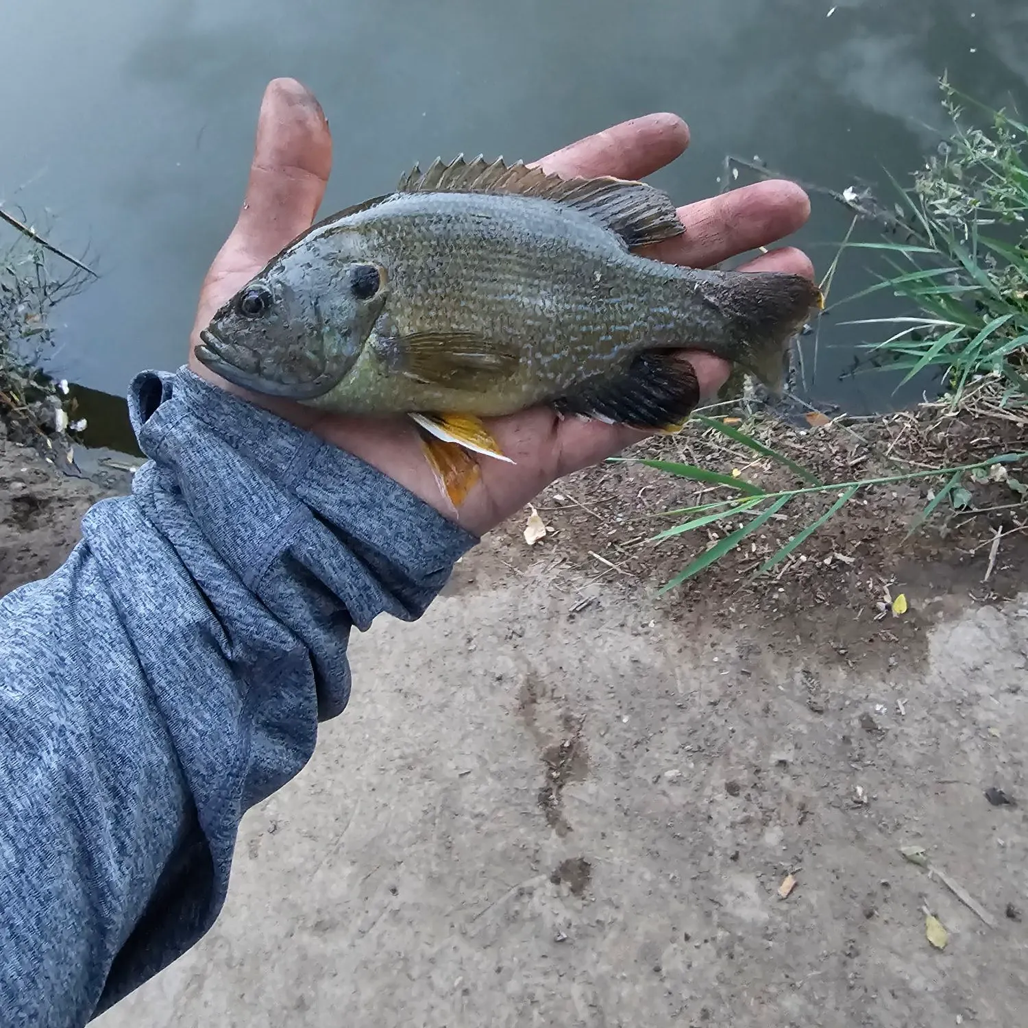 Green sunfish caught on Fishbrain