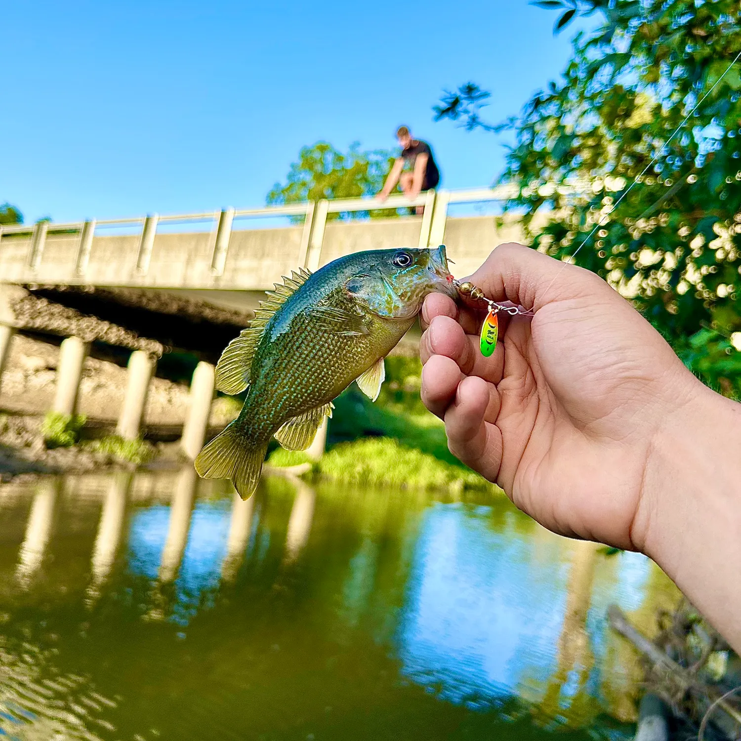 Green sunfish caught on Fishbrain