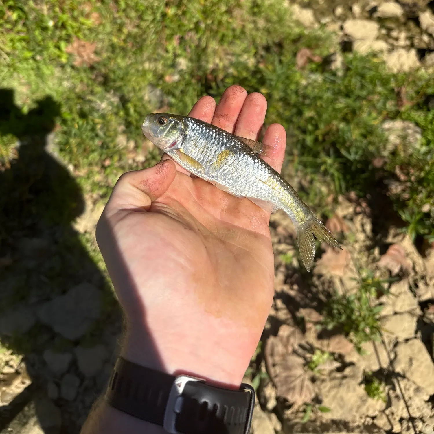 Creek chub caught on Fishbrain