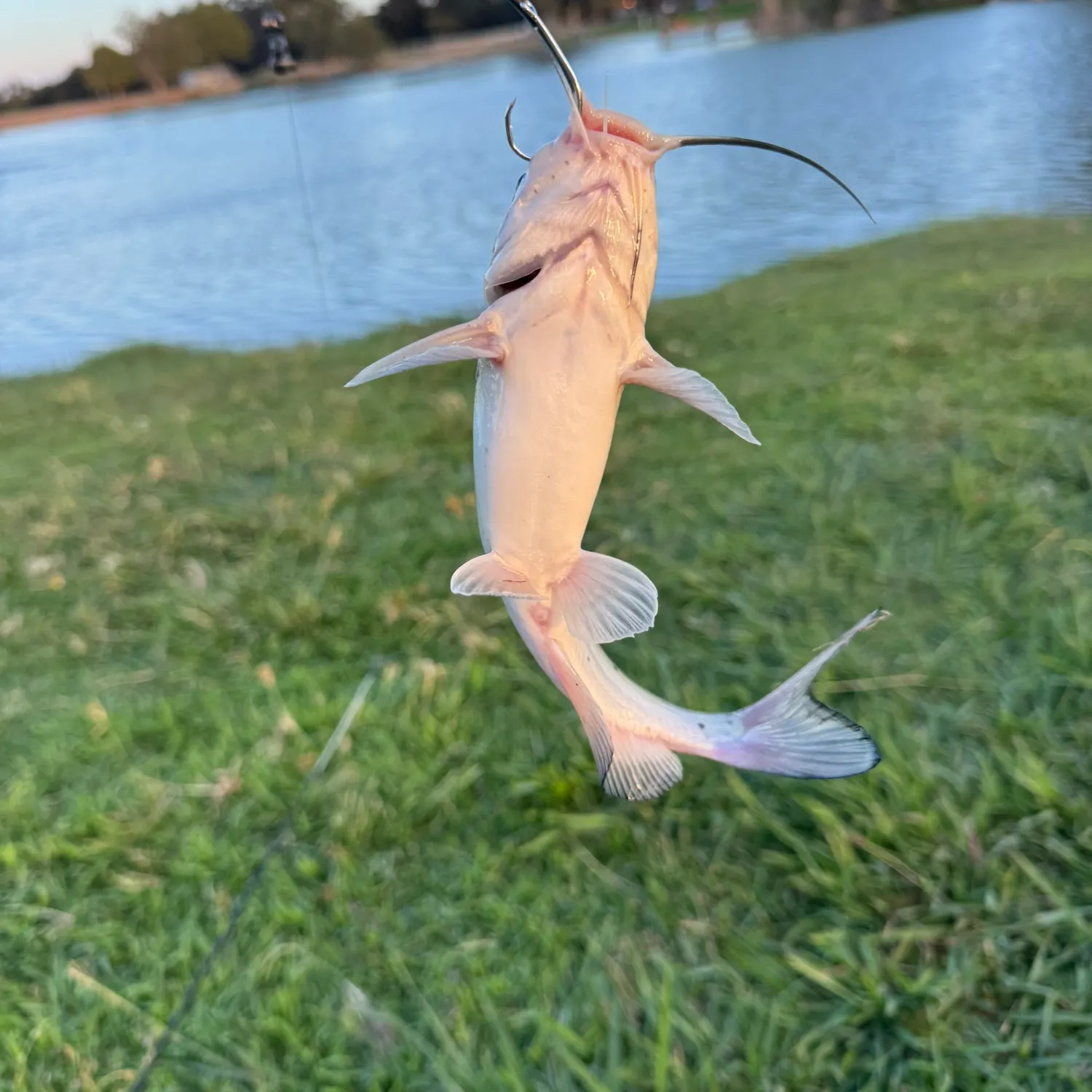 Channel catfish caught on Fishbrain