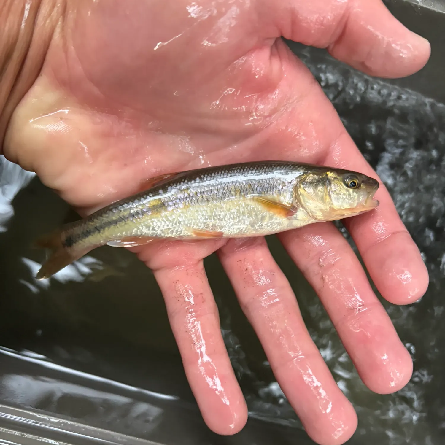 Creek chub caught on Fishbrain