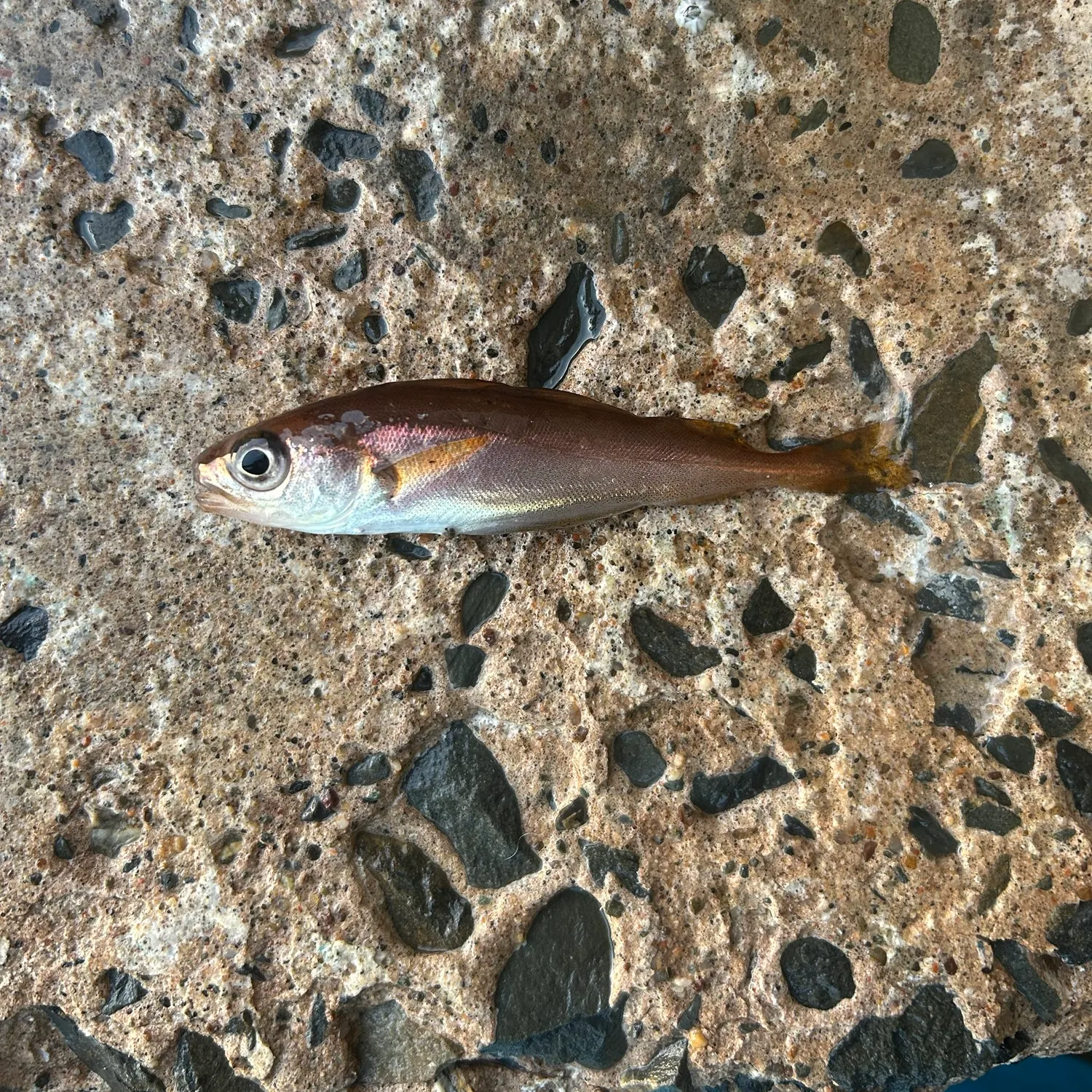 The most recent Poor cod catches on Fishbrain