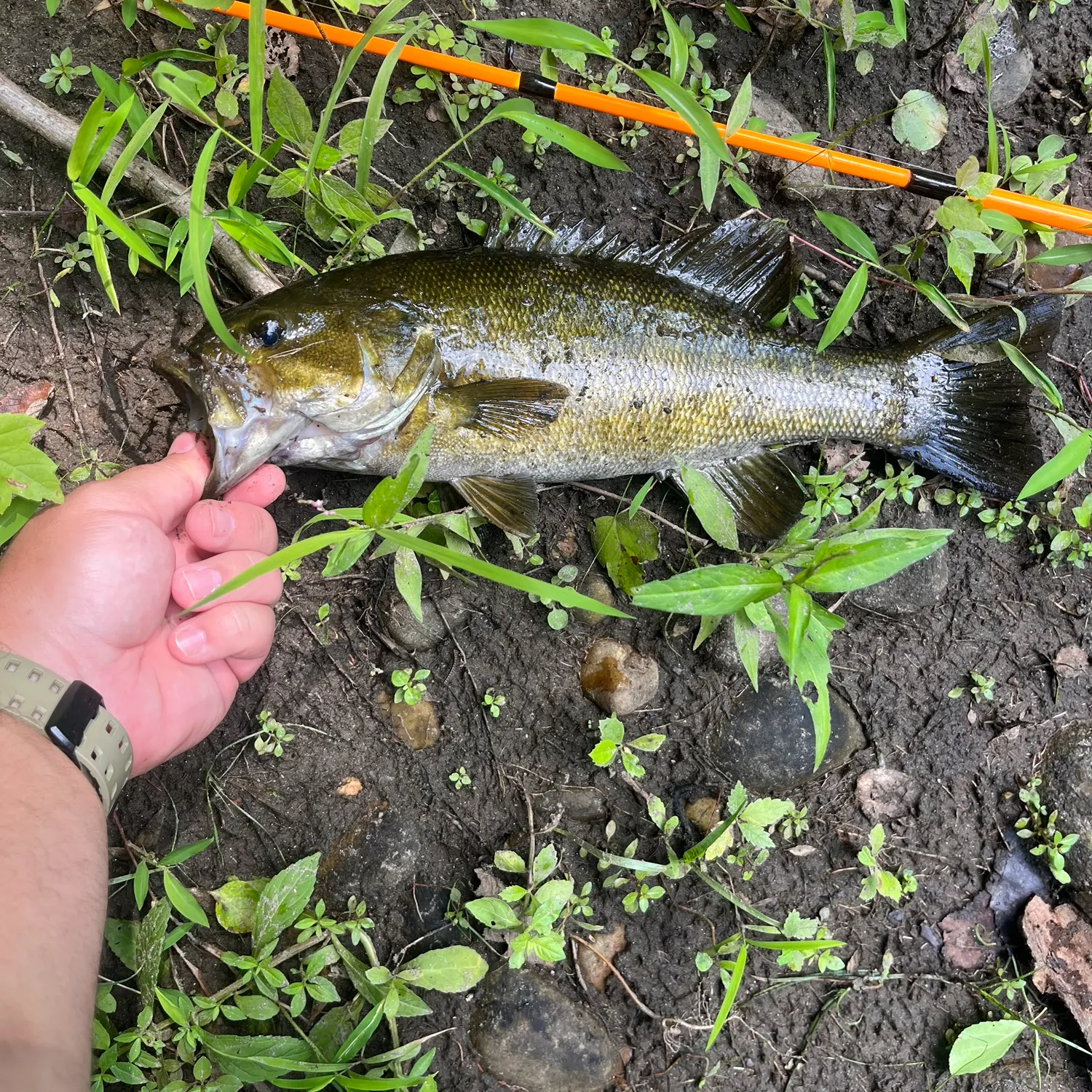 Smallmouth bass caught on Fishbrain