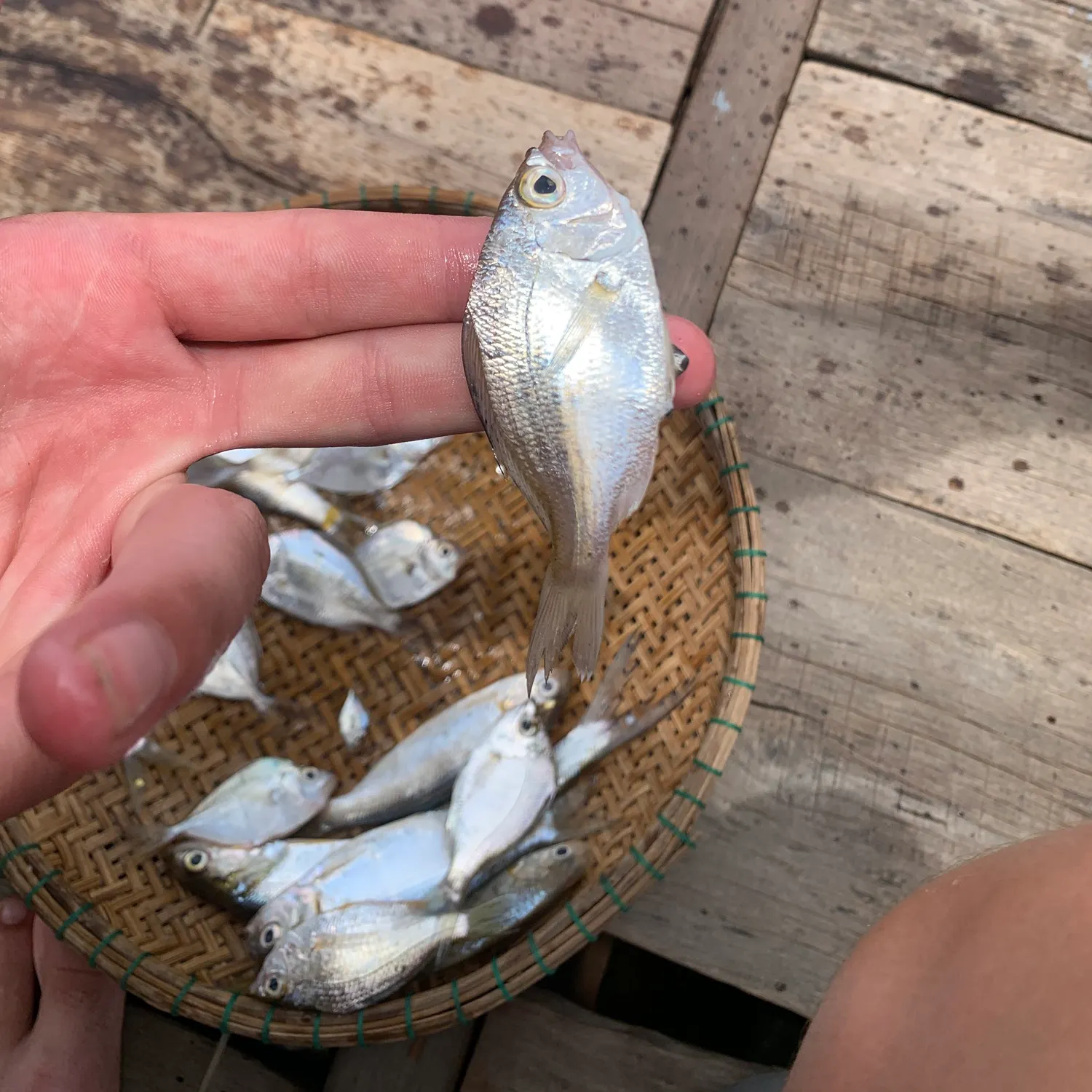 The most recent Decorated ponyfish catches on Fishbrain