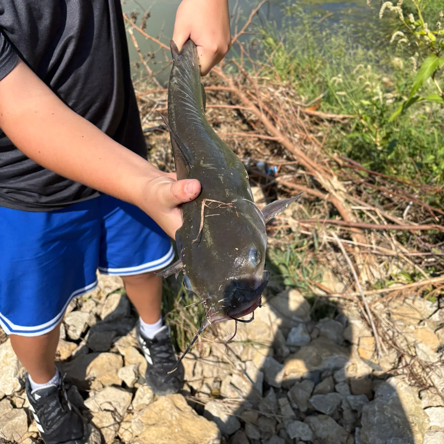 Fish caught on Fishbrain