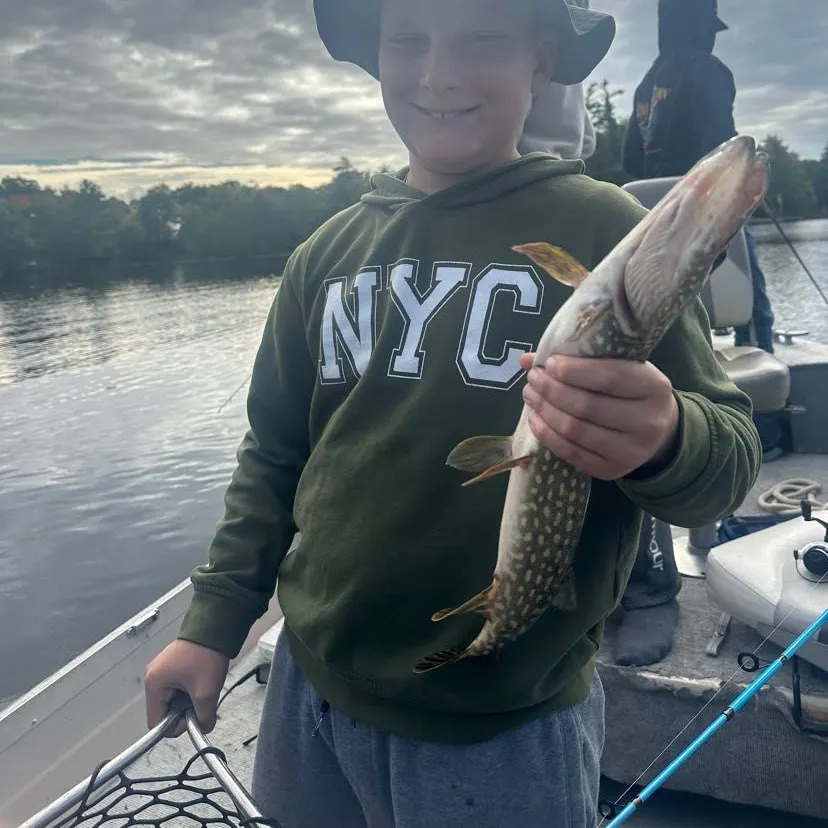 Northern pike caught on Fishbrain