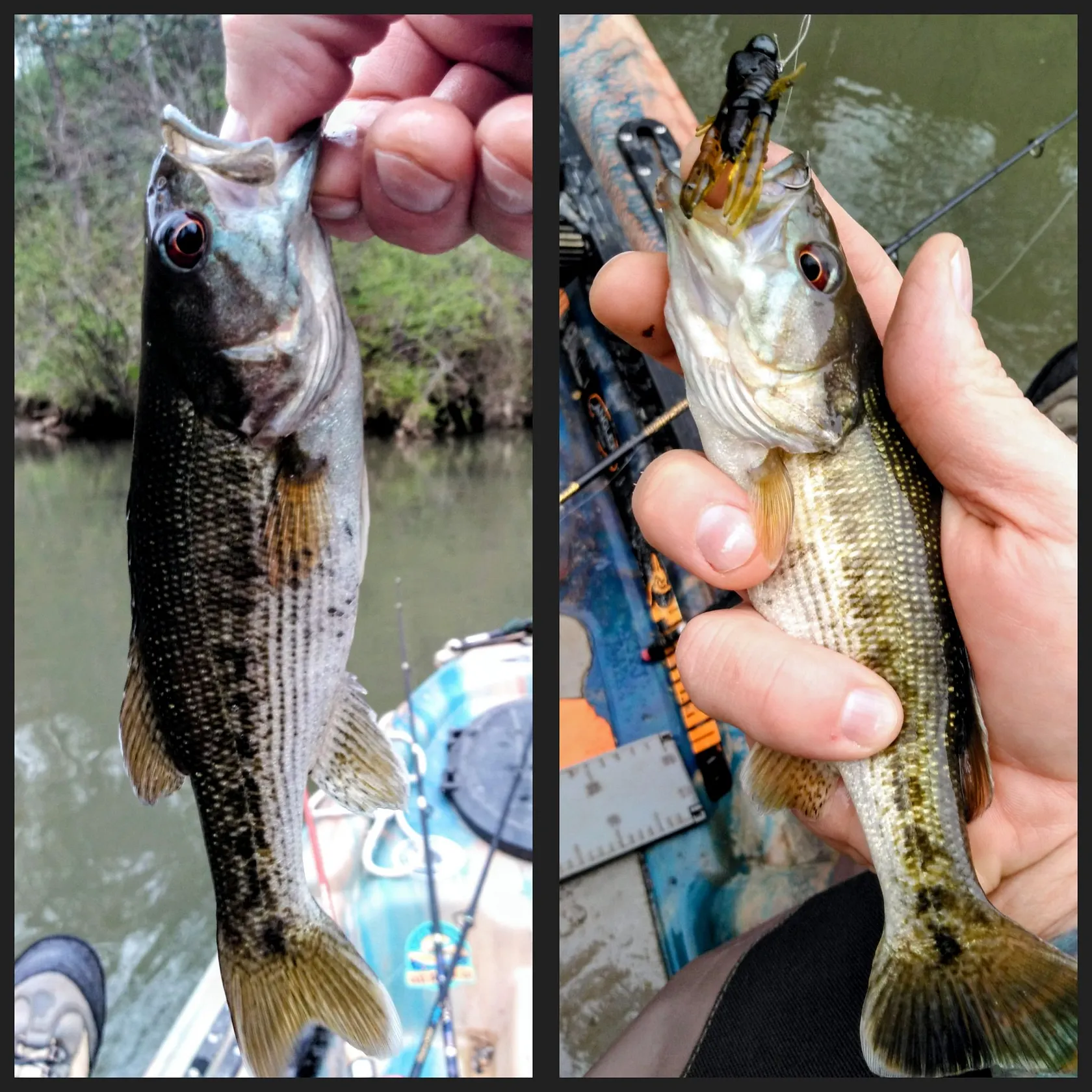 The most recent Redeye bass catches on Fishbrain