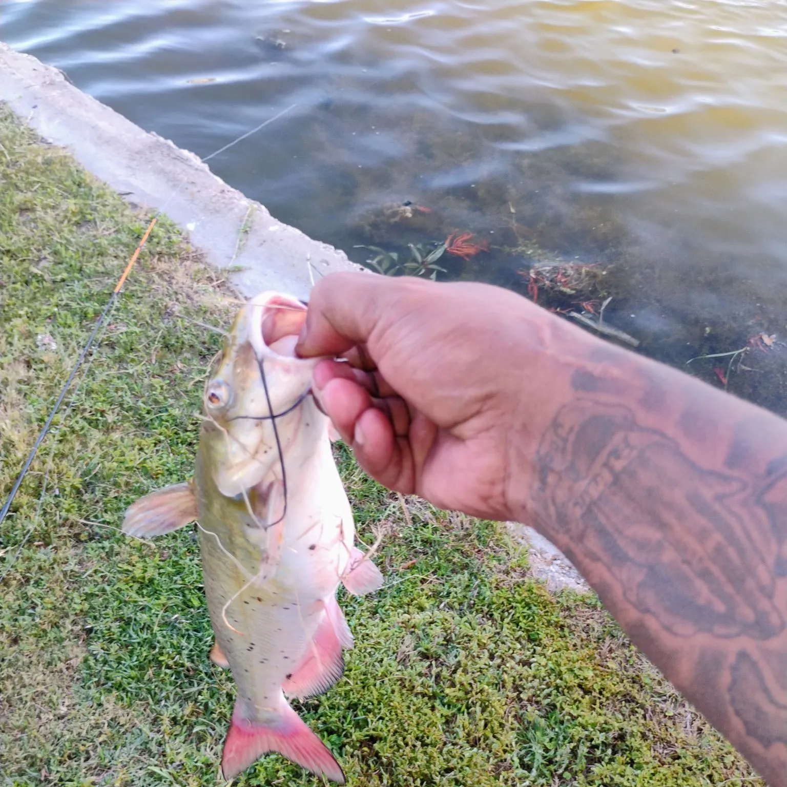 Channel catfish caught on Fishbrain