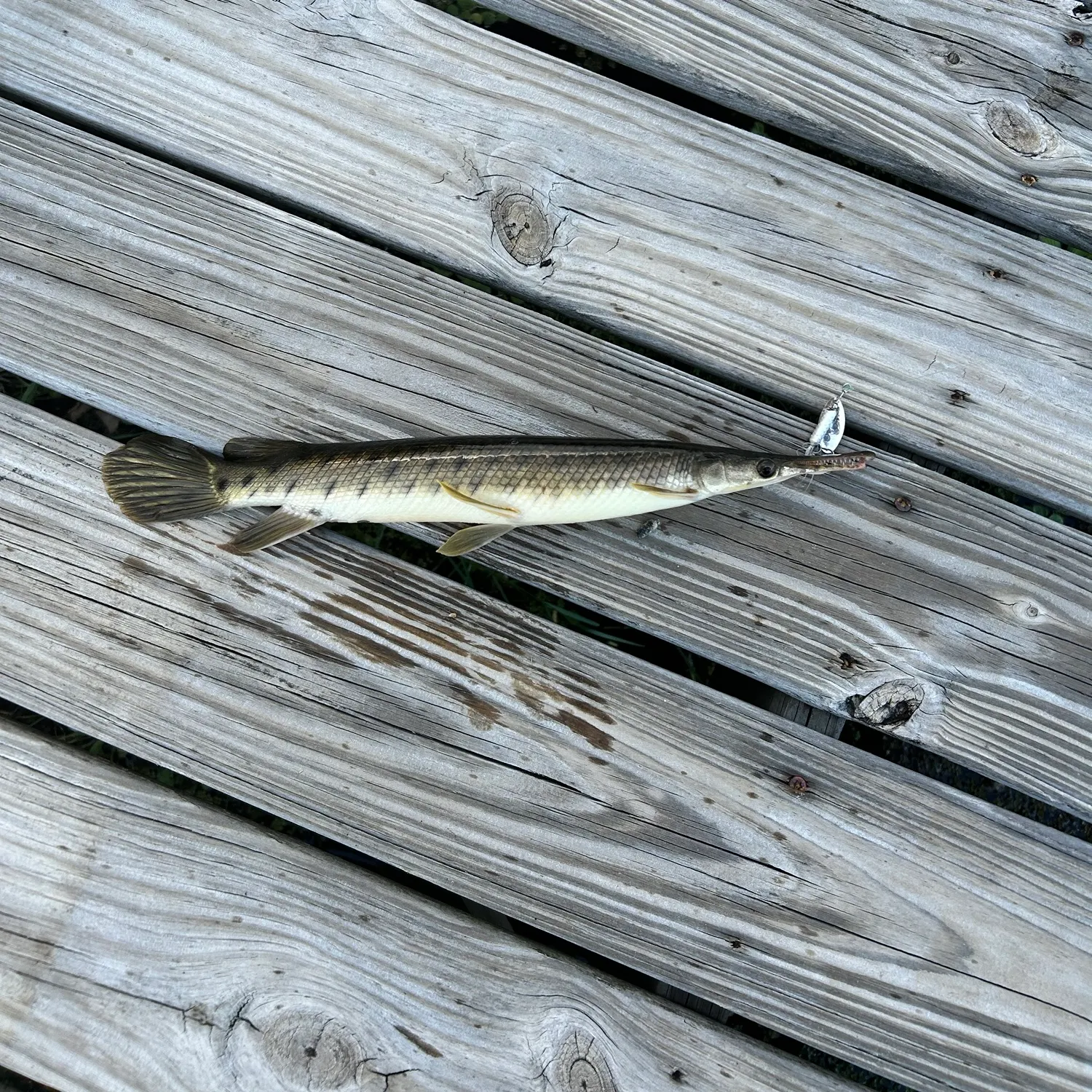 The most recent Florida gar catches on Fishbrain