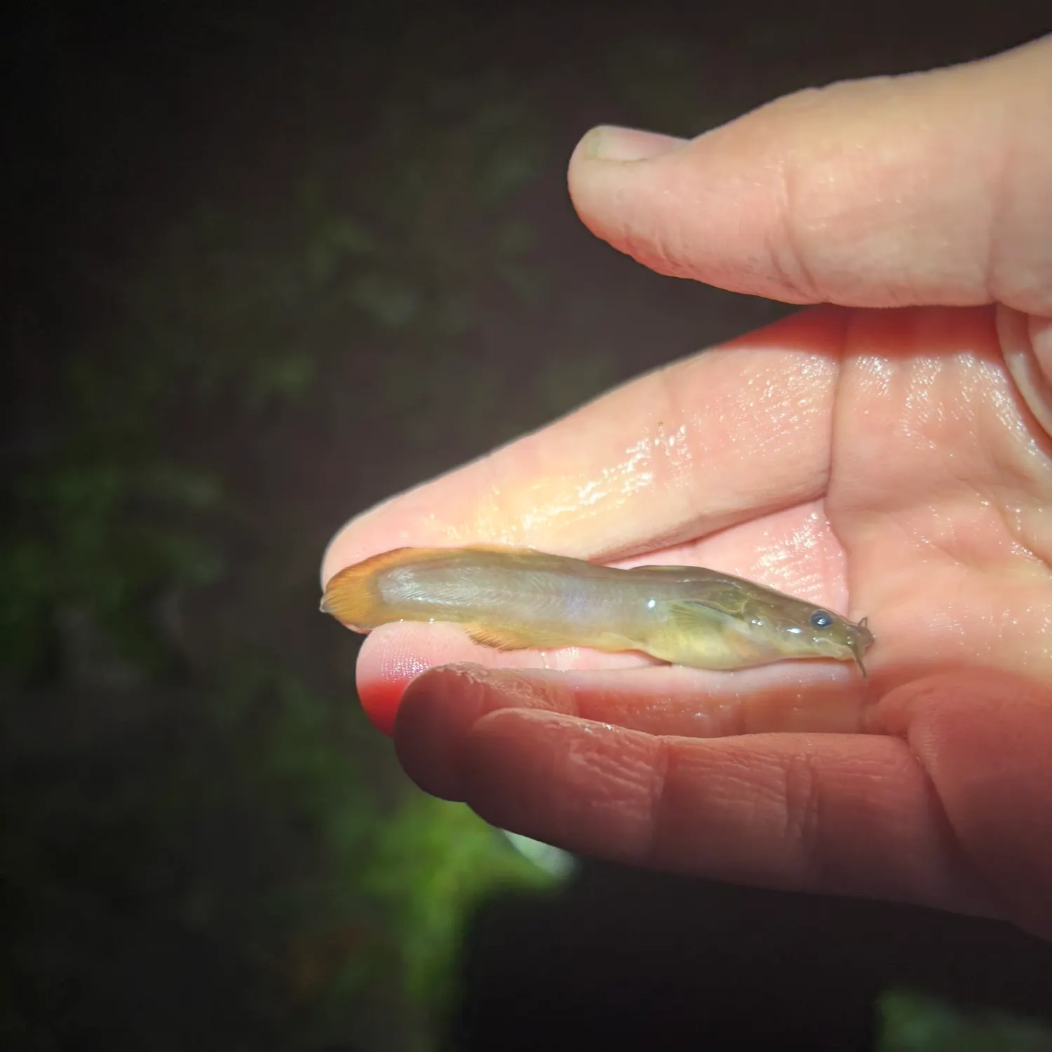 The most recent Margined madtom catches on Fishbrain