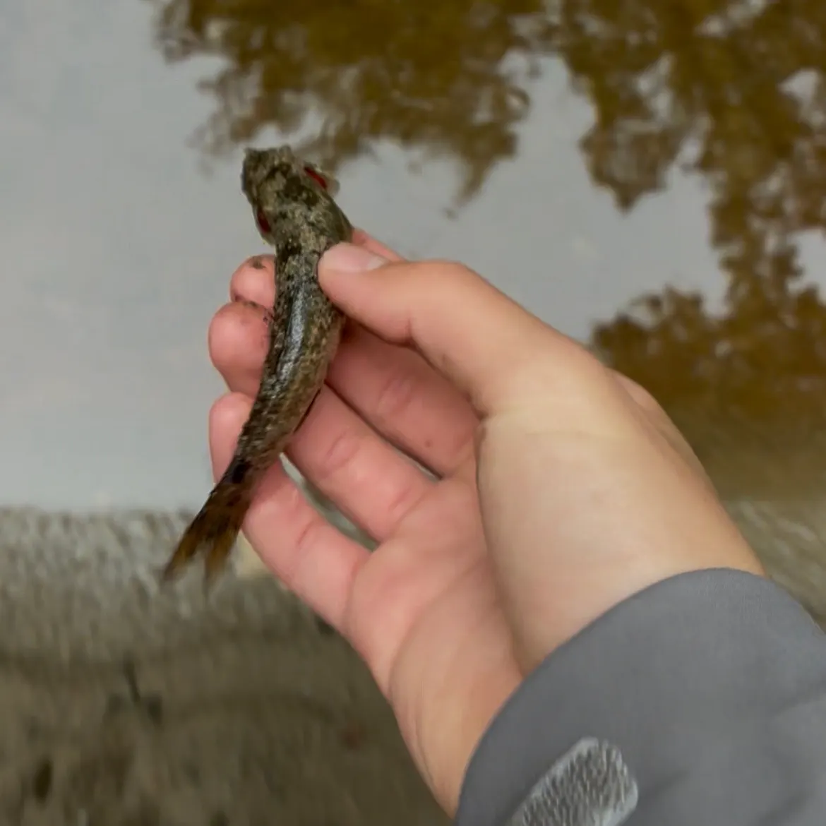 Creek chub caught on Fishbrain