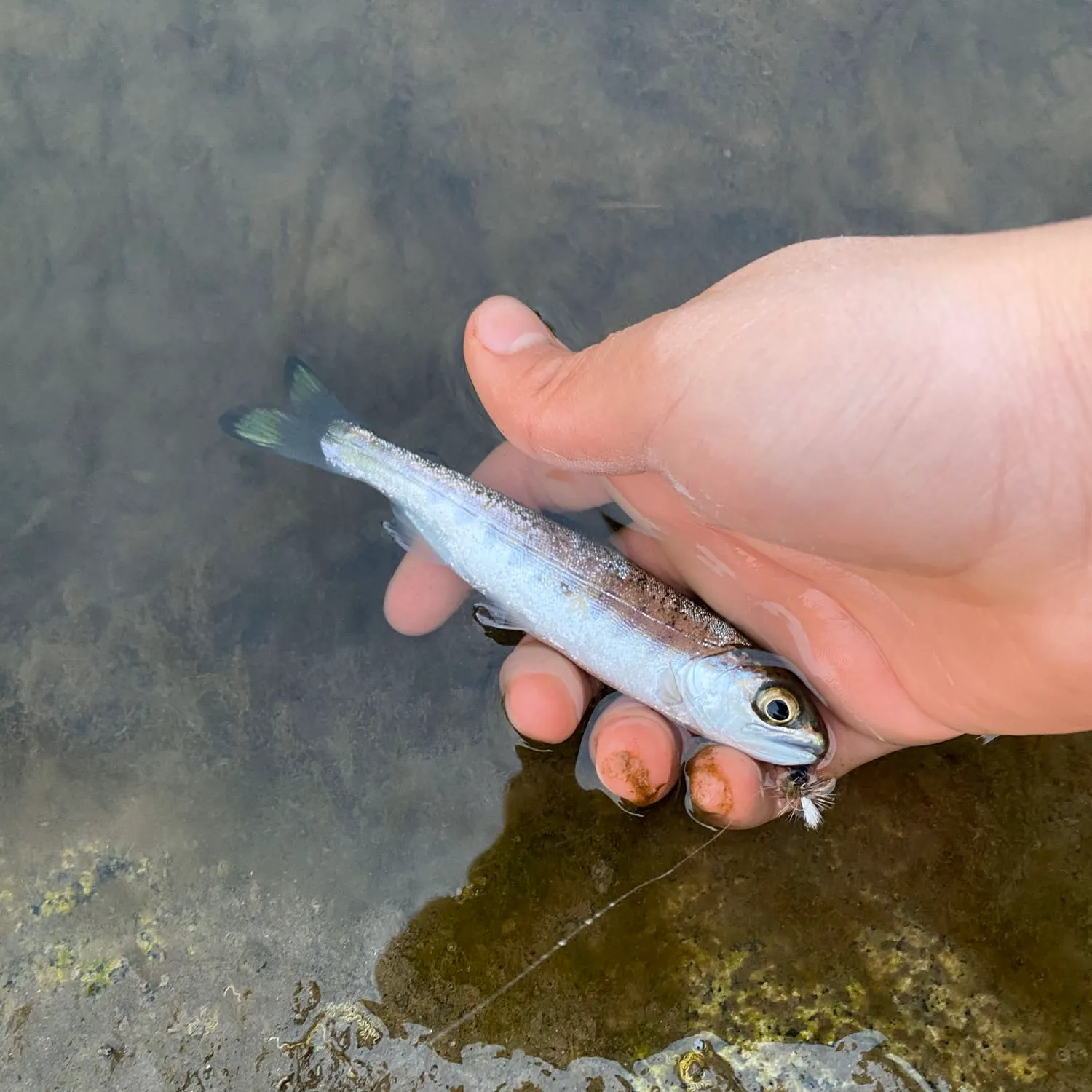 Coho salmon caught on Fishbrain