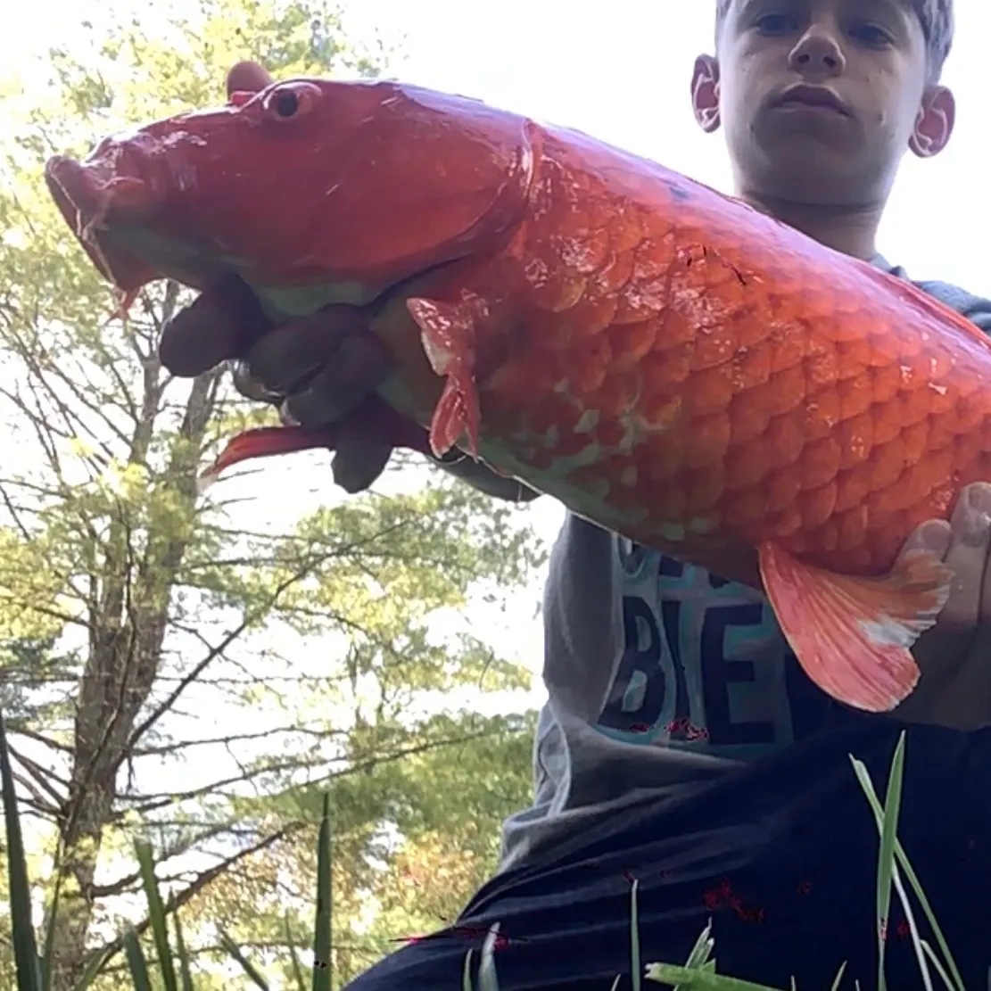 Koi carp caught on Fishbrain