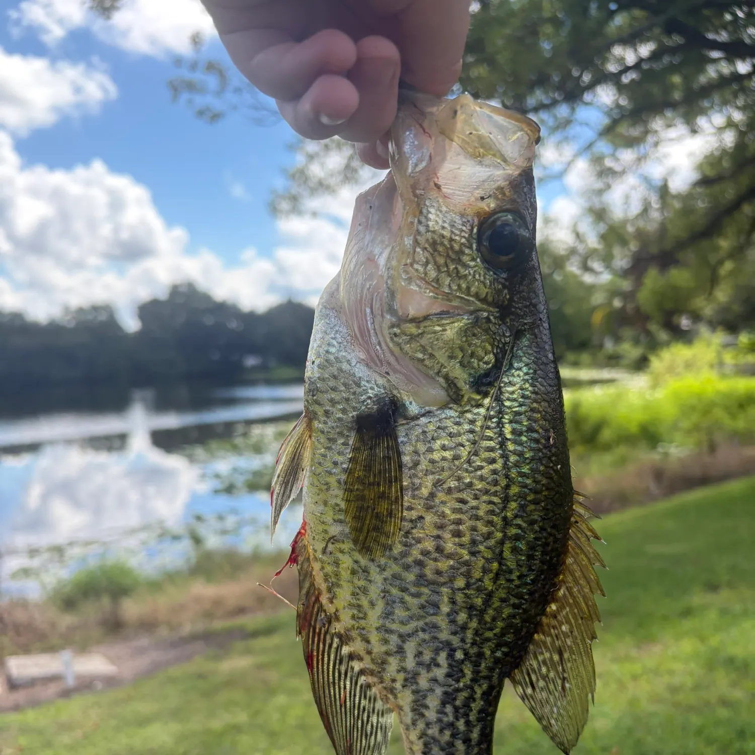Black crappie caught on Fishbrain