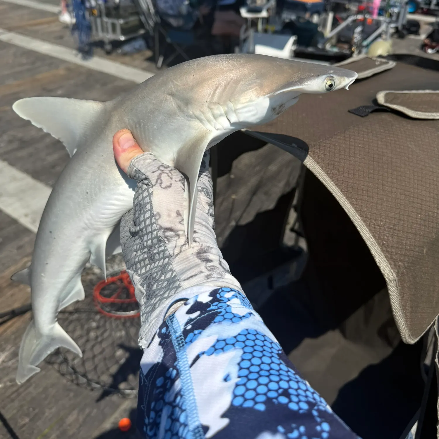 The most recent Atlantic sharpnose shark catches on Fishbrain