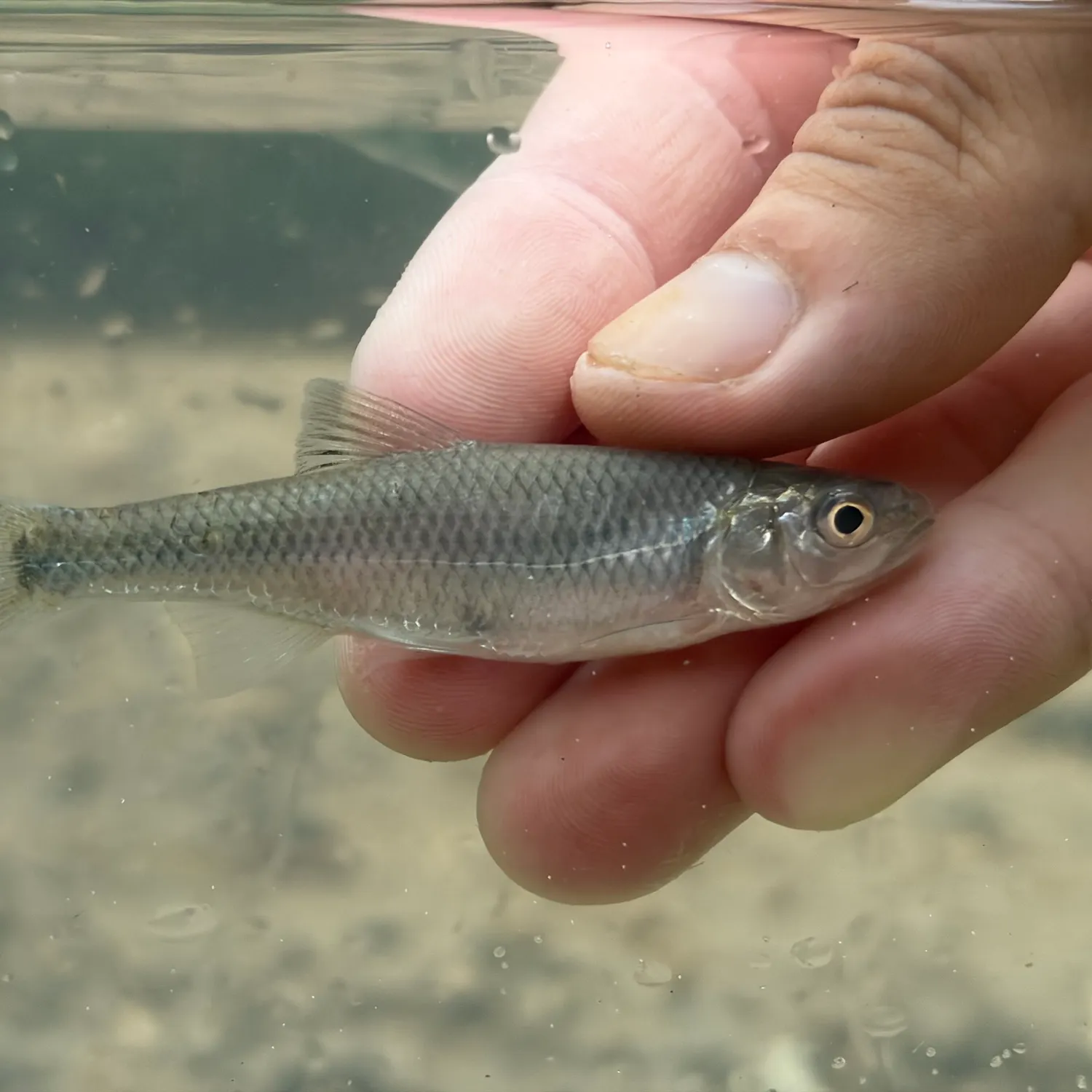 The most recent Bluntface shiner catches on Fishbrain
