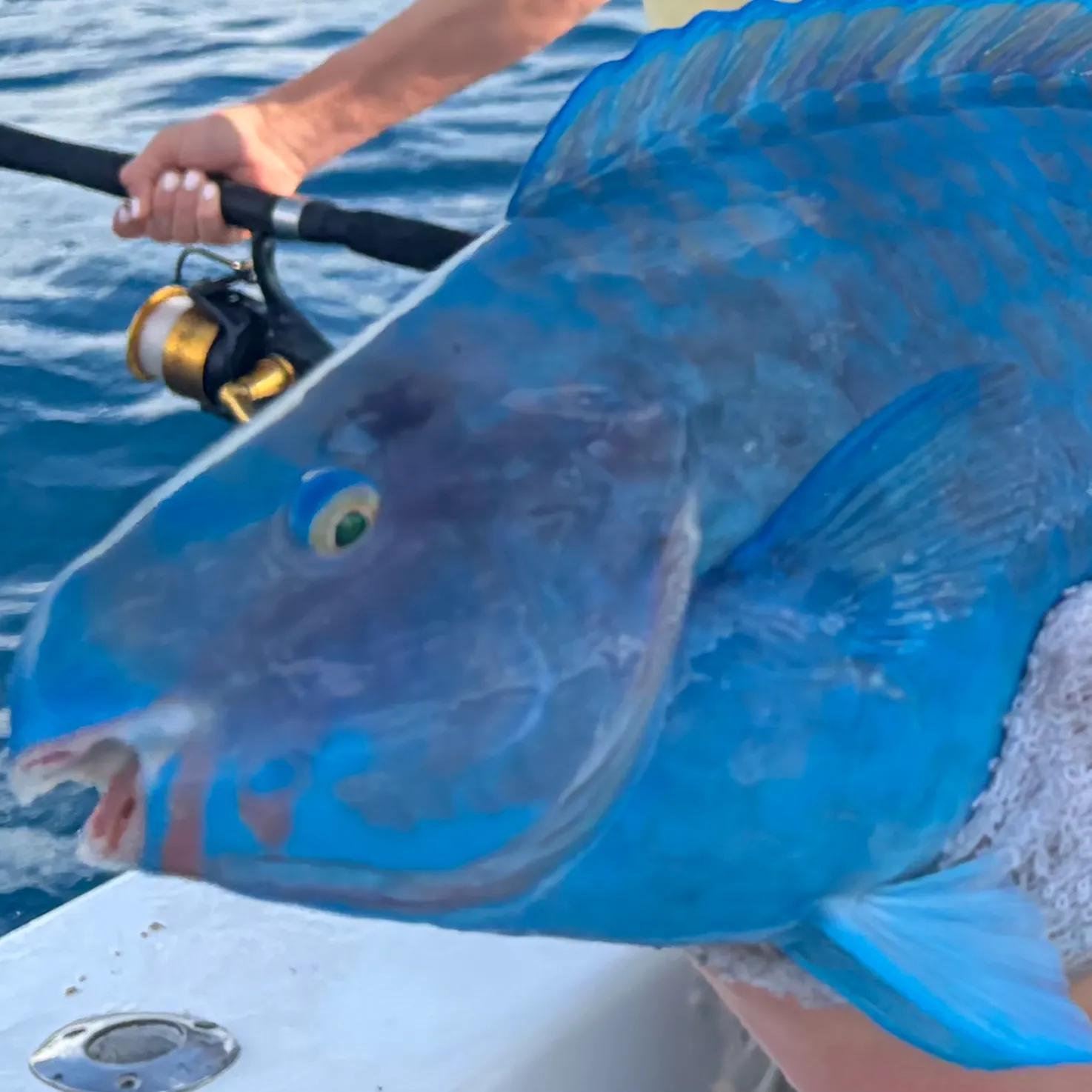The most recent Blue parrotfish catches on Fishbrain