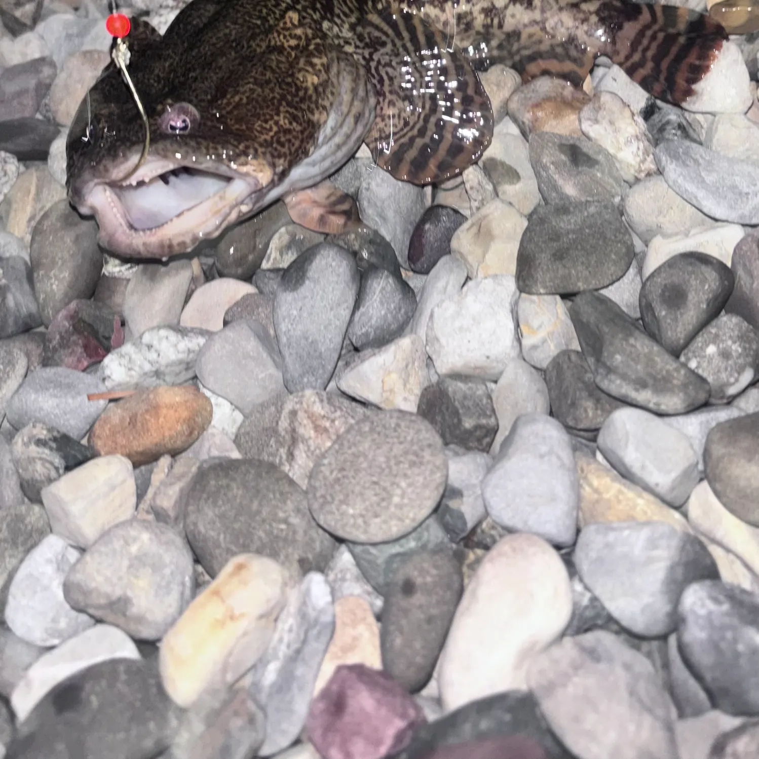 Oyster toadfish caught on Fishbrain