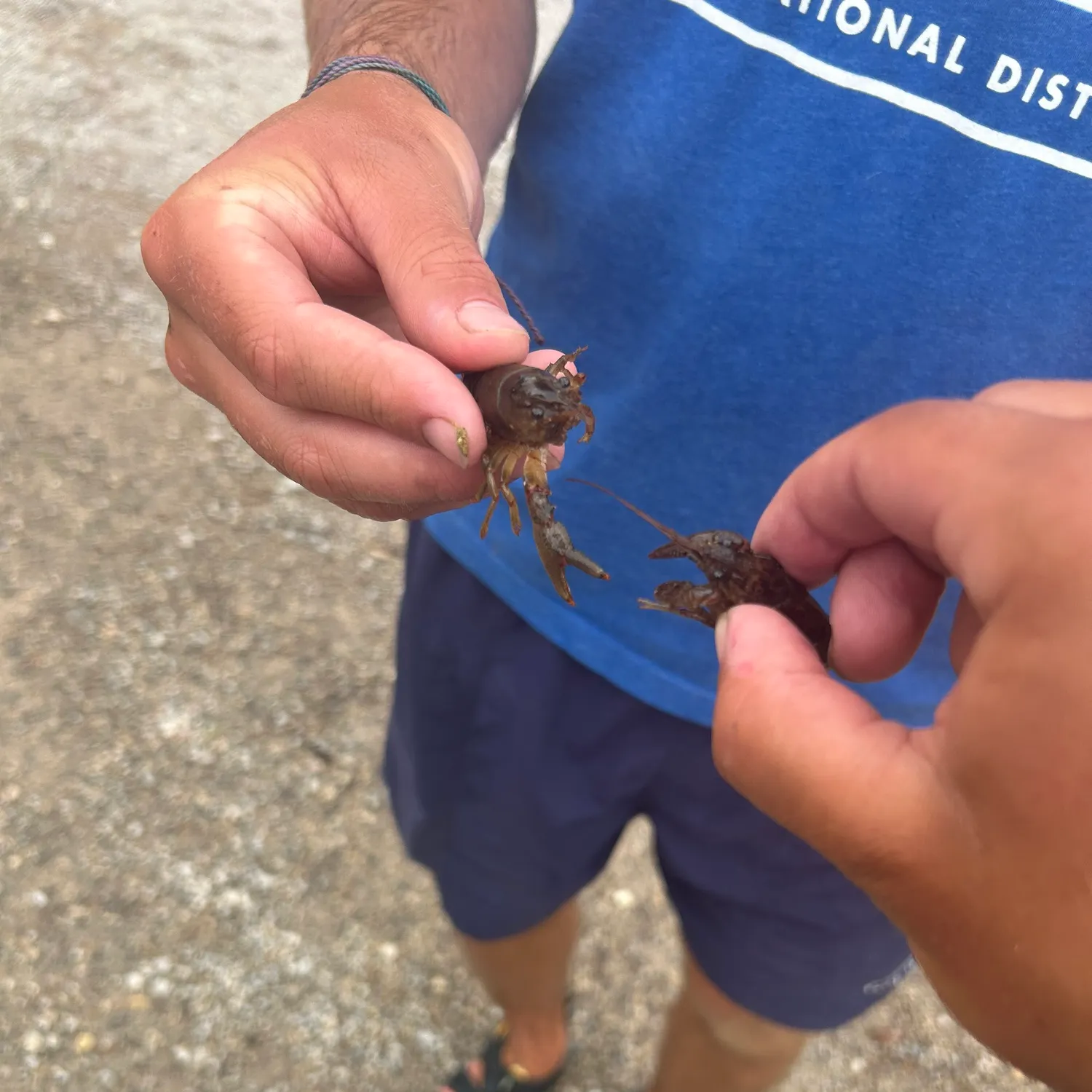 The most recent Rusty crayfish catches on Fishbrain
