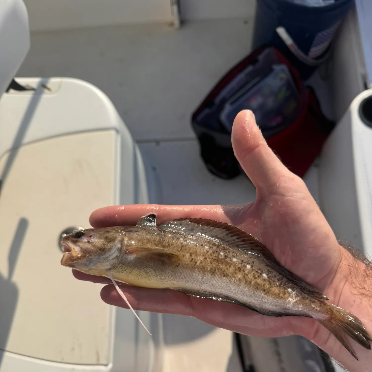The most recent Spotted hake catches on Fishbrain