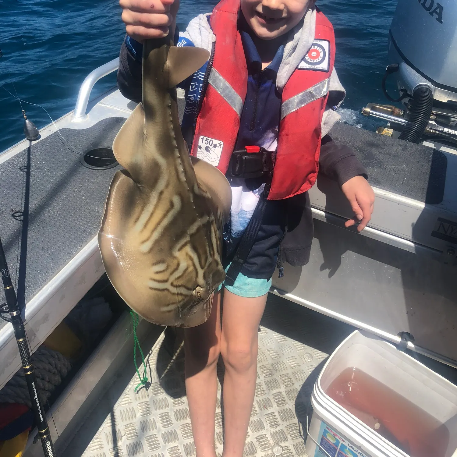 The most recent Southern fiddler catches on Fishbrain